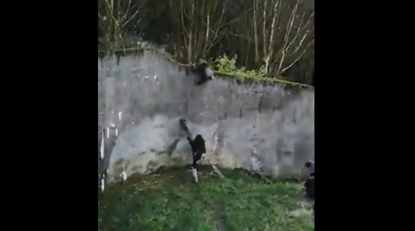 Eszközhasználó majmok szöktek meg a belfasti állatkertből