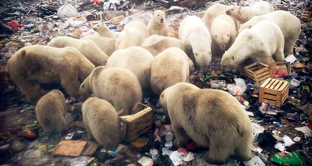 Jegesmedvék szálltak meg egy orosz szigetcsoportot, szükségállapotot hirdettek