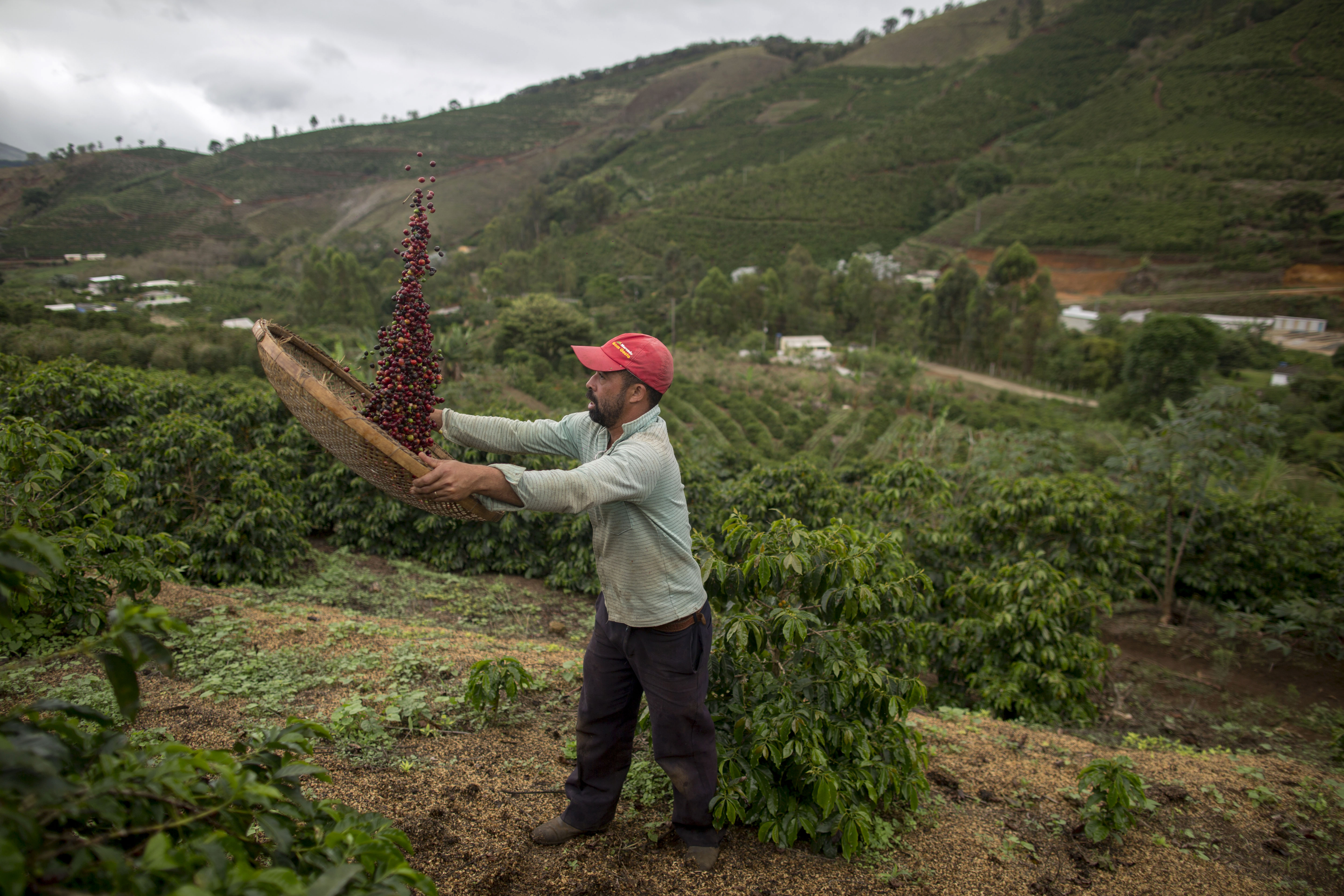 Viszlát brazil kávé, helló amerikai kesudió: az USA lehet az éghajlatváltozás legnagyobb nyertese a mezőgazdaságban