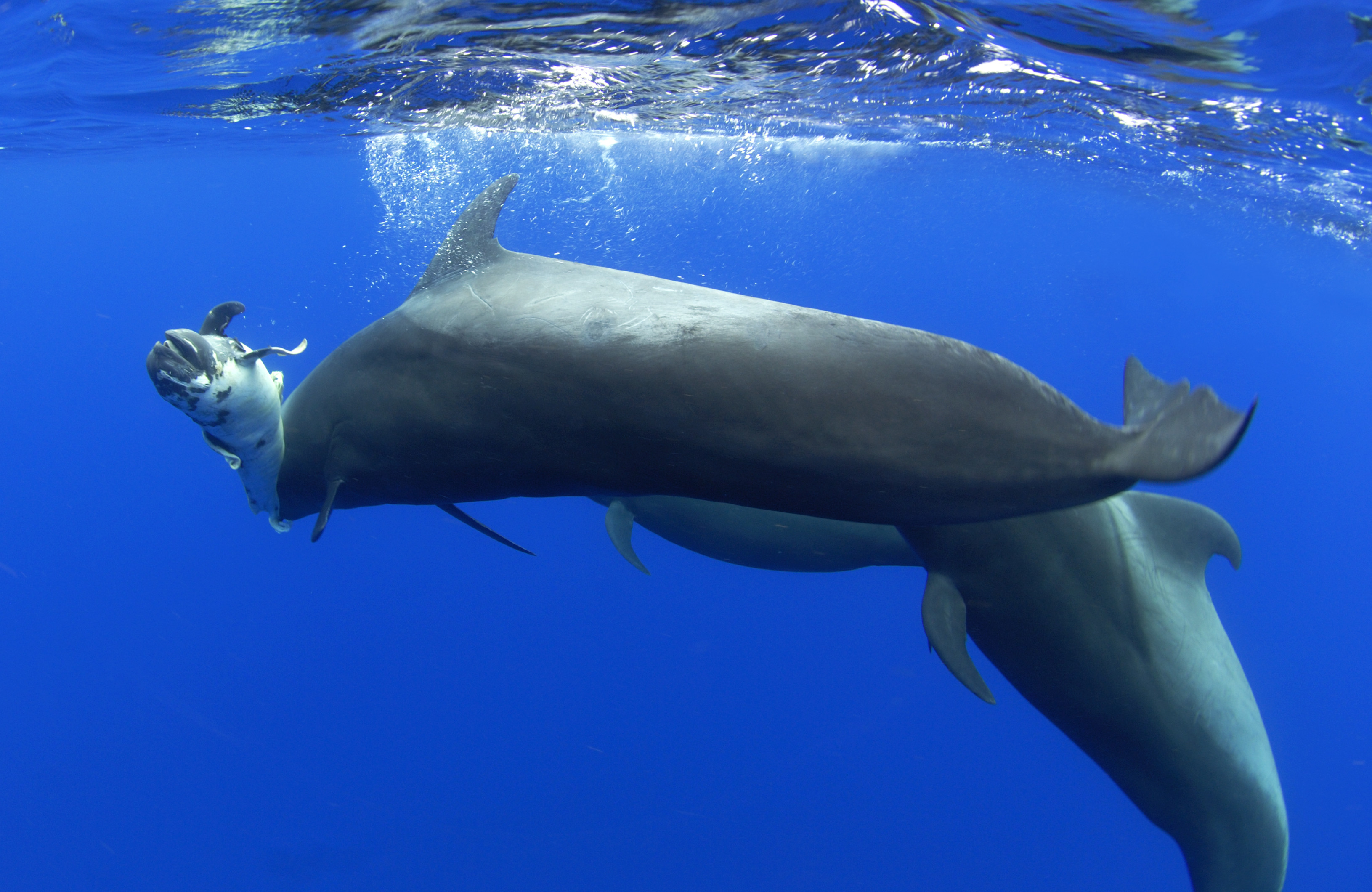 Rövidszárnyú gömbölyűfejú delfin anya tartja a felszín közelében elpusztult borját tavaly nyáron Tenerife partjainál