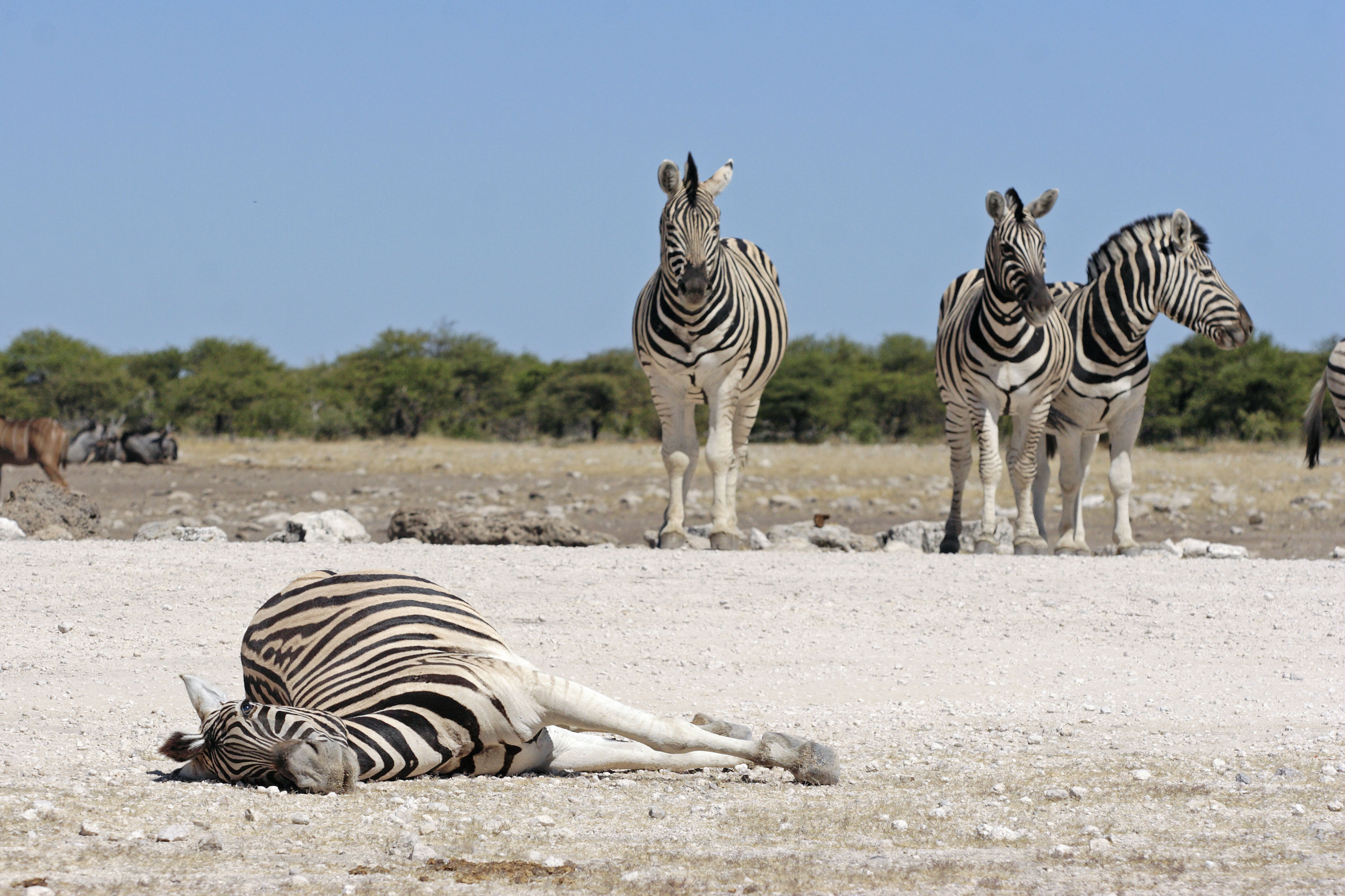 A zebramének harcában elpusztult kanca és letörtnek tetsző társai Namíbiában