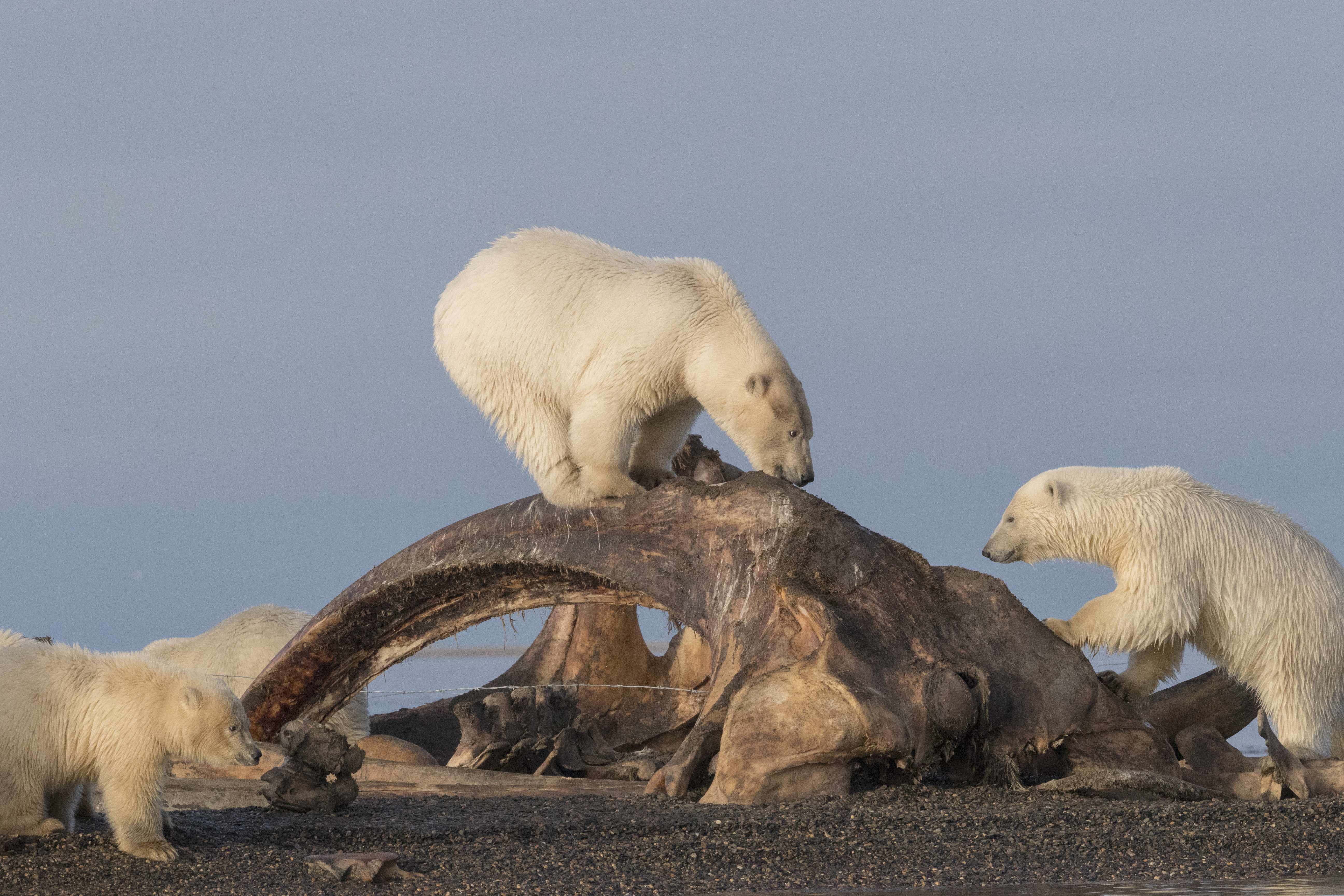 Véget ért a jegesmedve-invázió a Novaja Zemlja szigetcsoporton
