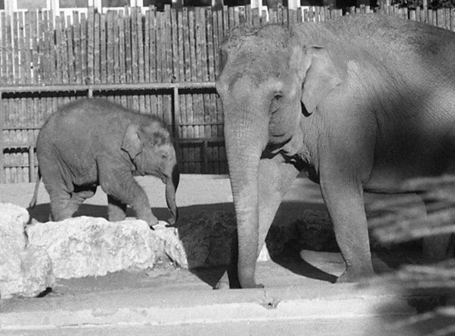Asha, a Fővárosi Állat- és Növénykert nemrég elhunyt kiselefántja anyjával