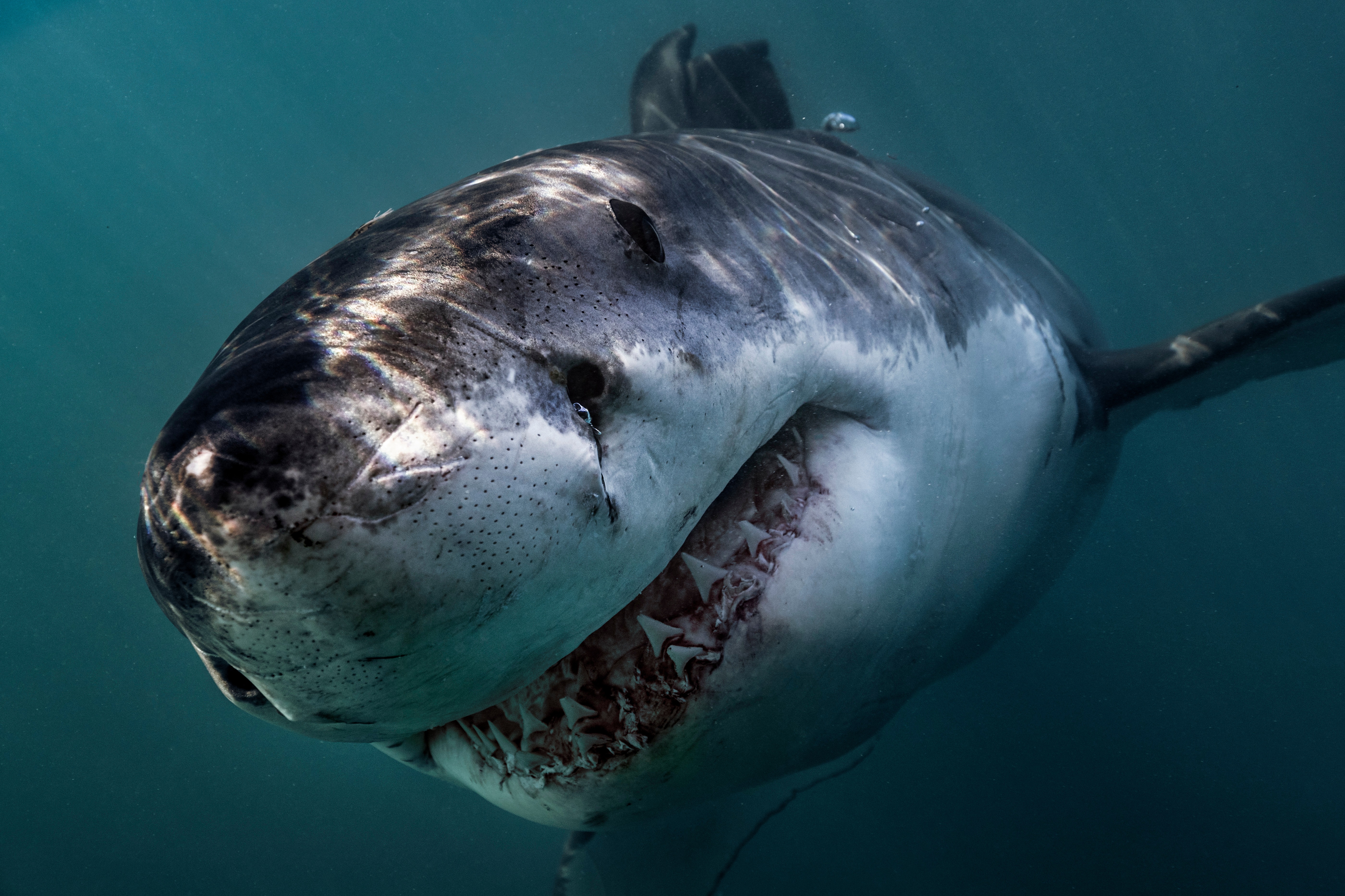 Megfejtették a ráknak is ellenálló fehér cápa szuperképességeinek titkát