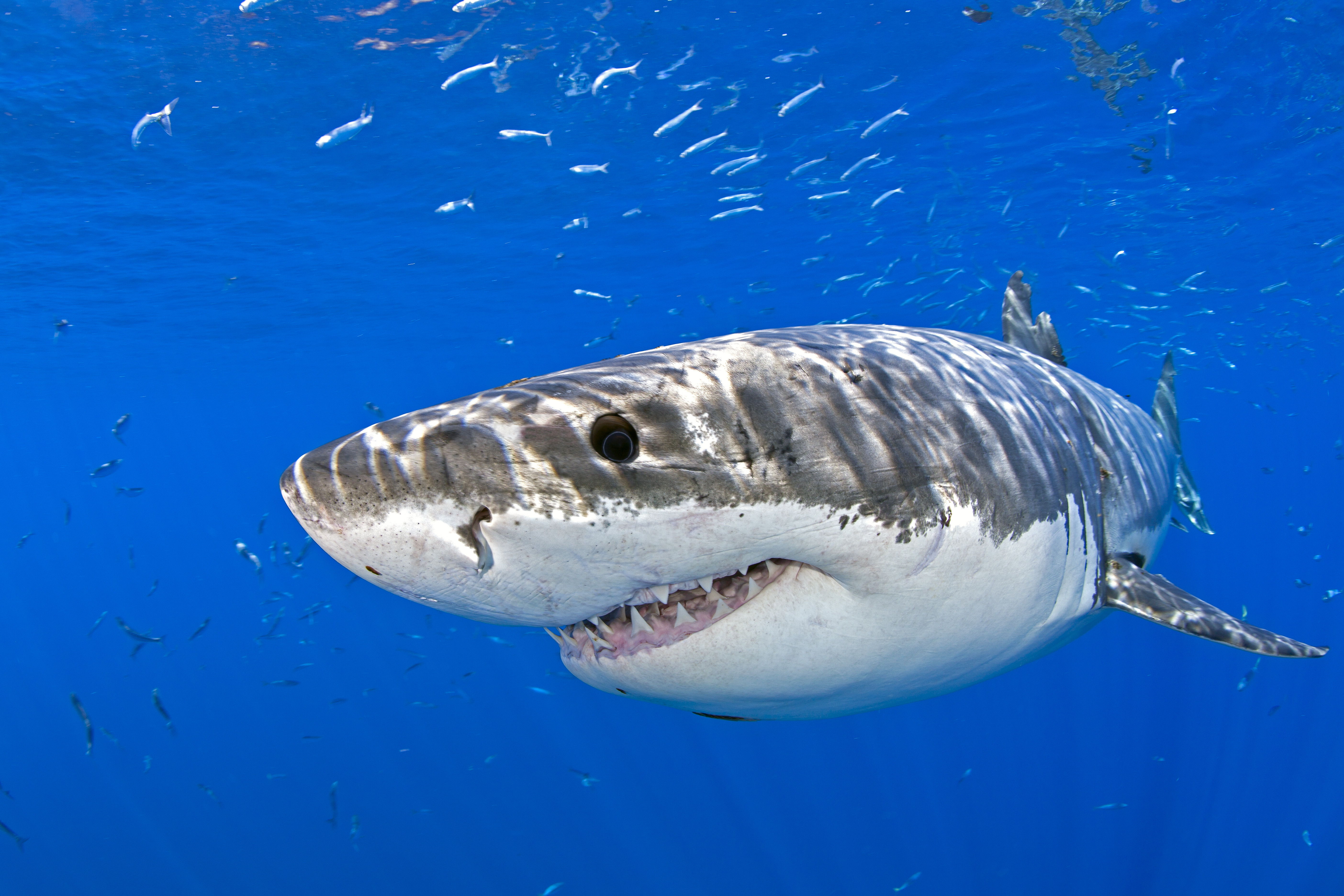 Tonhalból kicsit több lett az elmúlt évtizedben, a cápákra rájárt a rúd