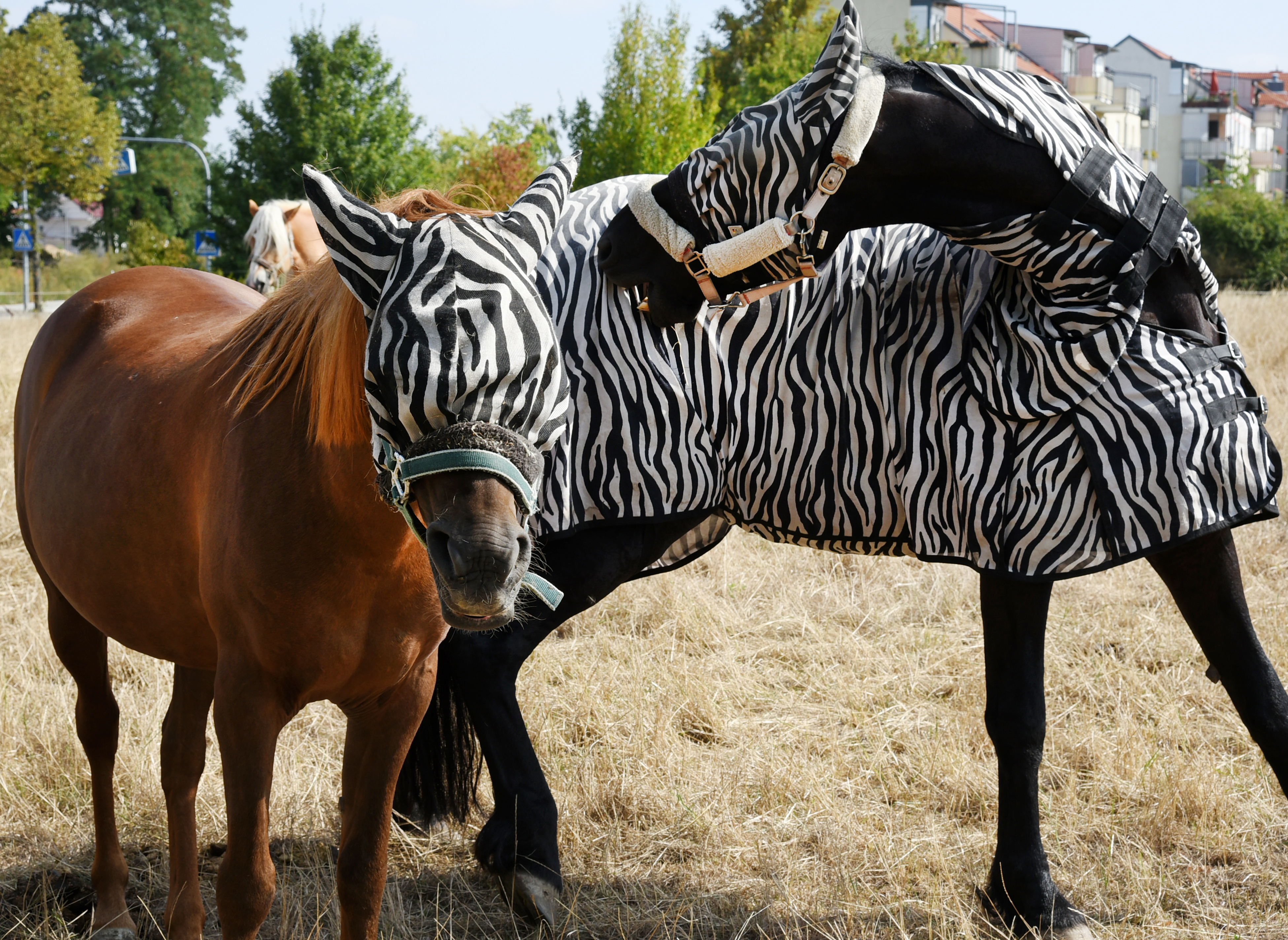Zebrának álcázott lipcsei lovak tavaly nyáron