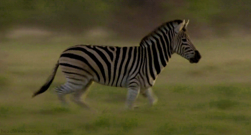 A zebracsíkok rejtélyére a négycsíkos fűegér szőrzete az egyik magyarázat