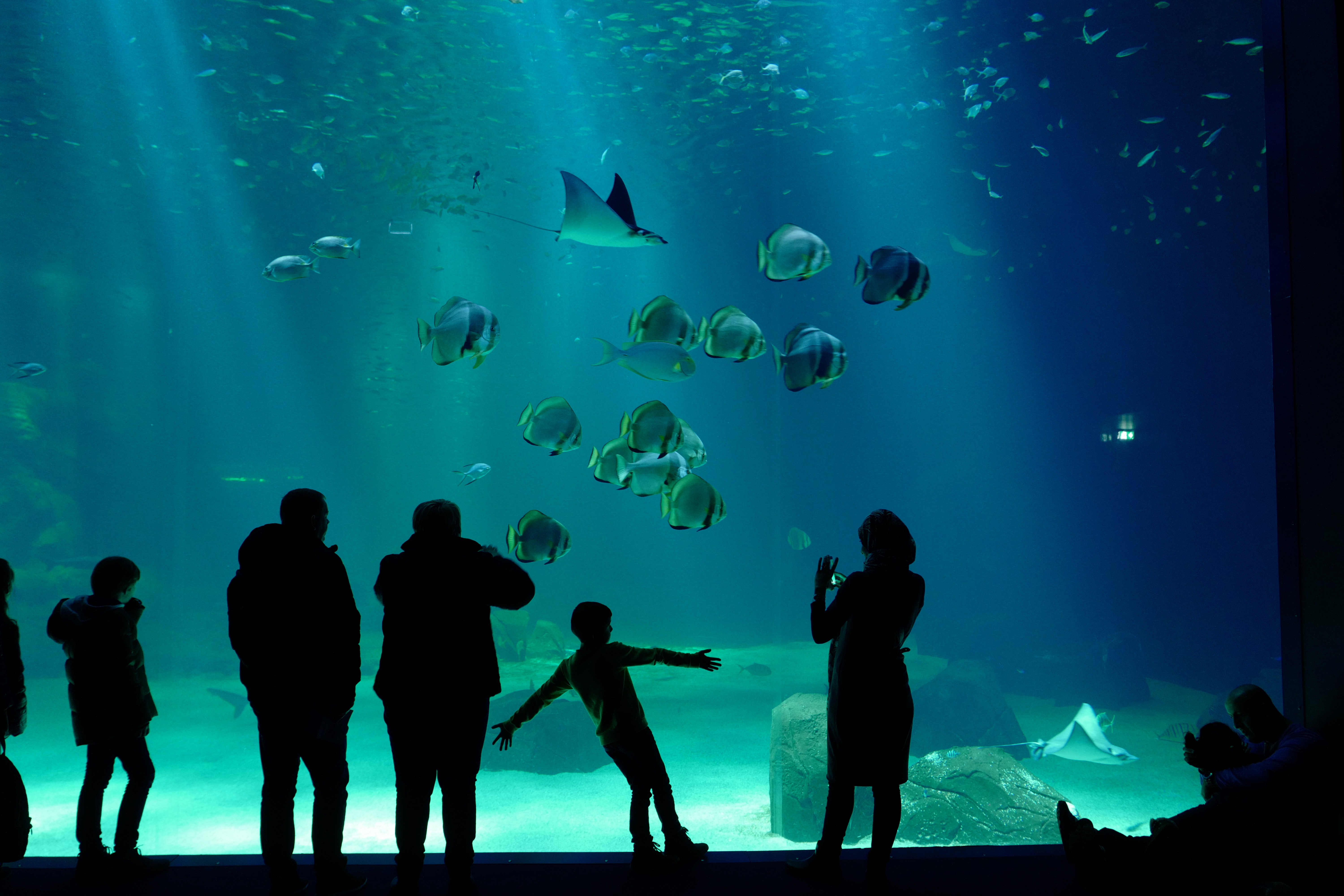 Az akvárium lenyűgöző hatása: a kék elme