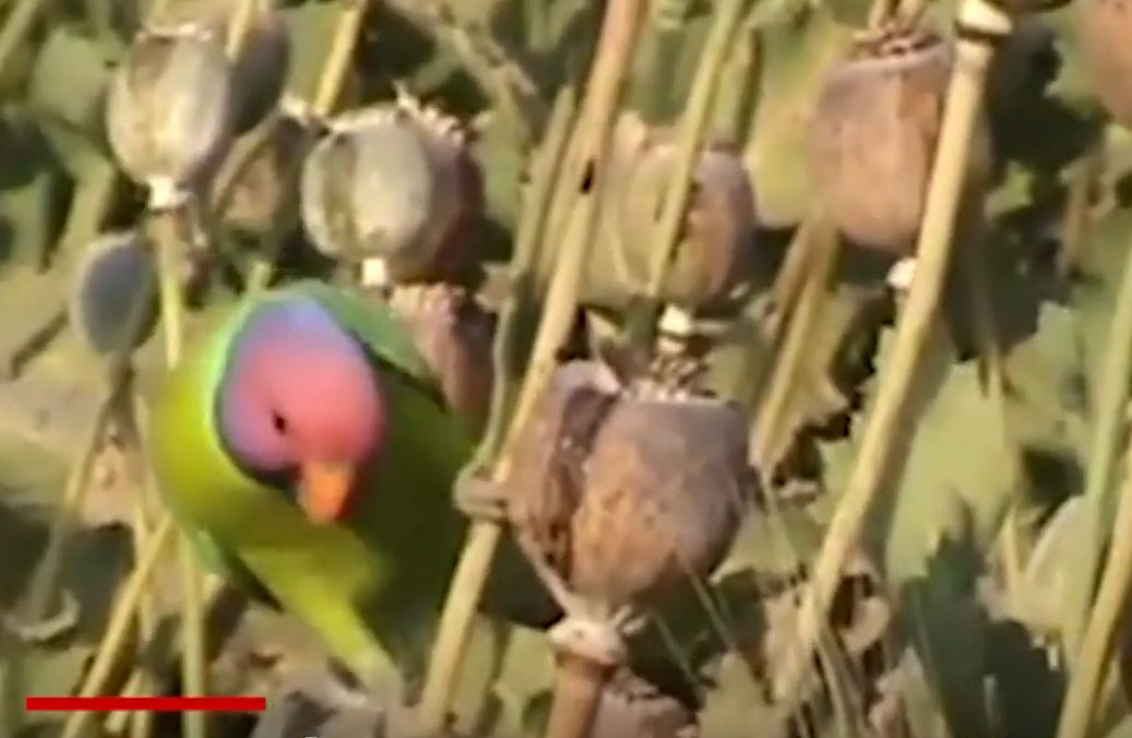 Drogfüggő papagájok dézsmálják a mákot, az indiai földművesek éjjel-nappal járőröznek