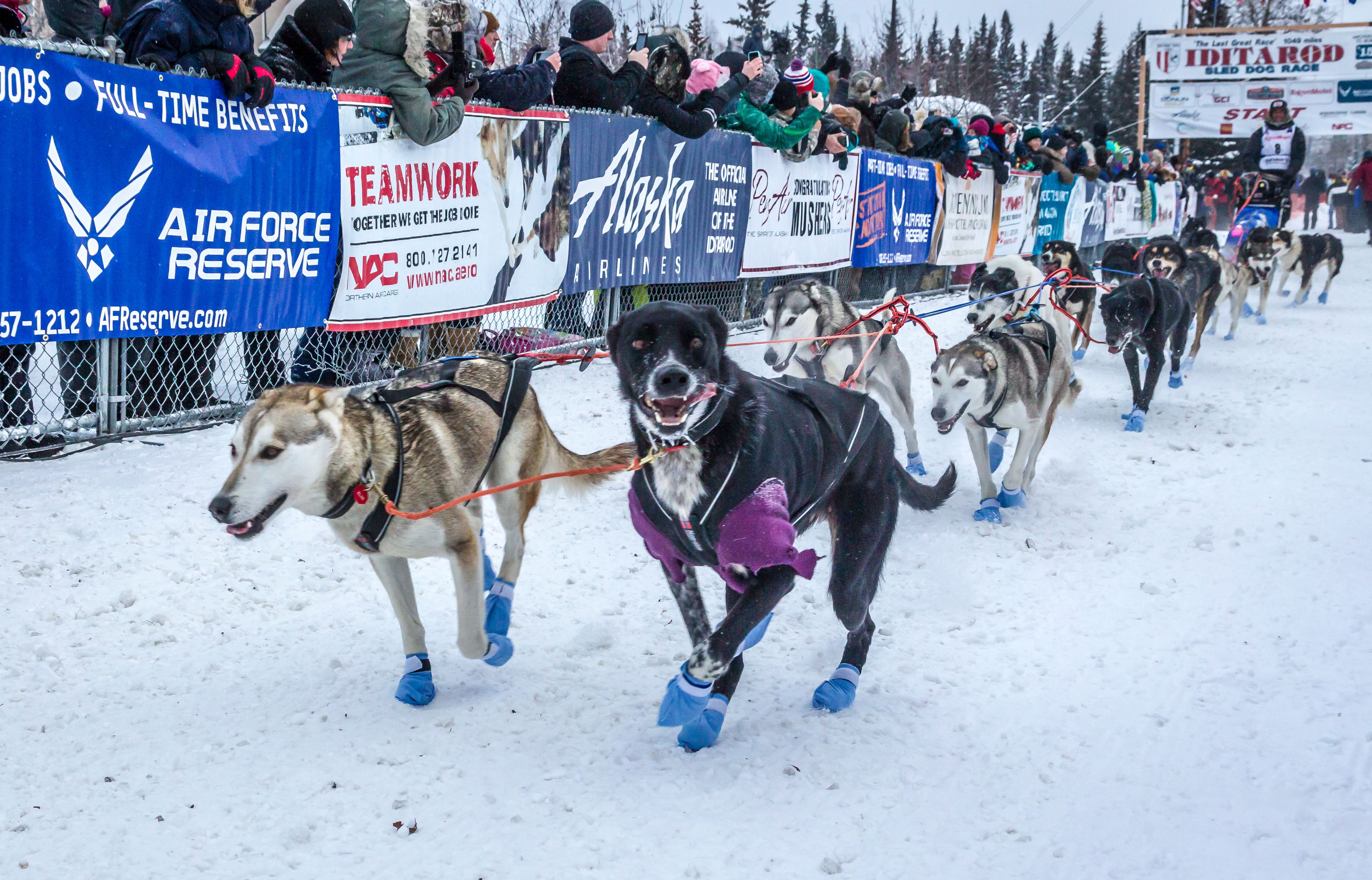 Kamionokkal kell havat szállítani a világ legnevesebb kutyaszánversenyéhez