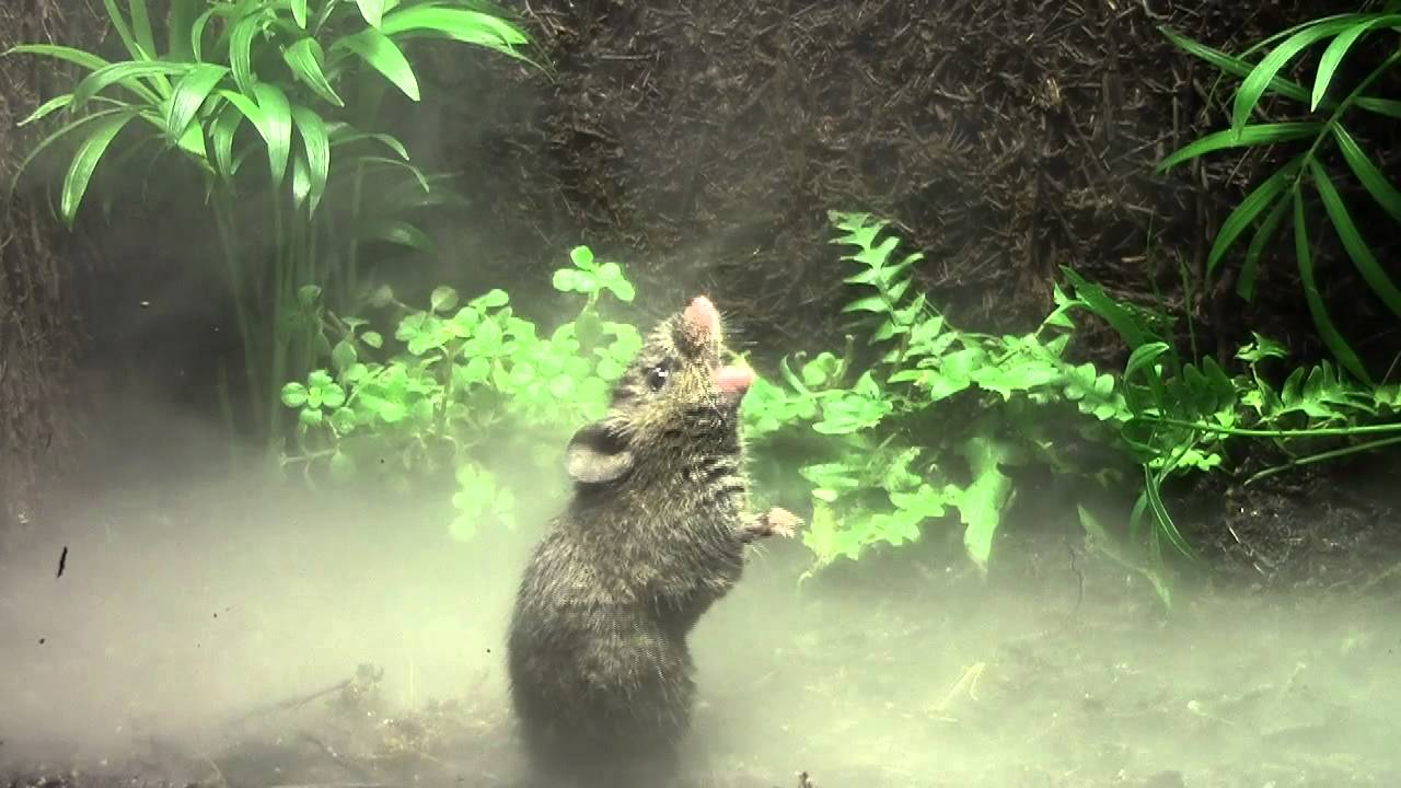 Nemcsak az egereken, az embereken is segít a Costa Rica-i csicsergőegerek csevegése