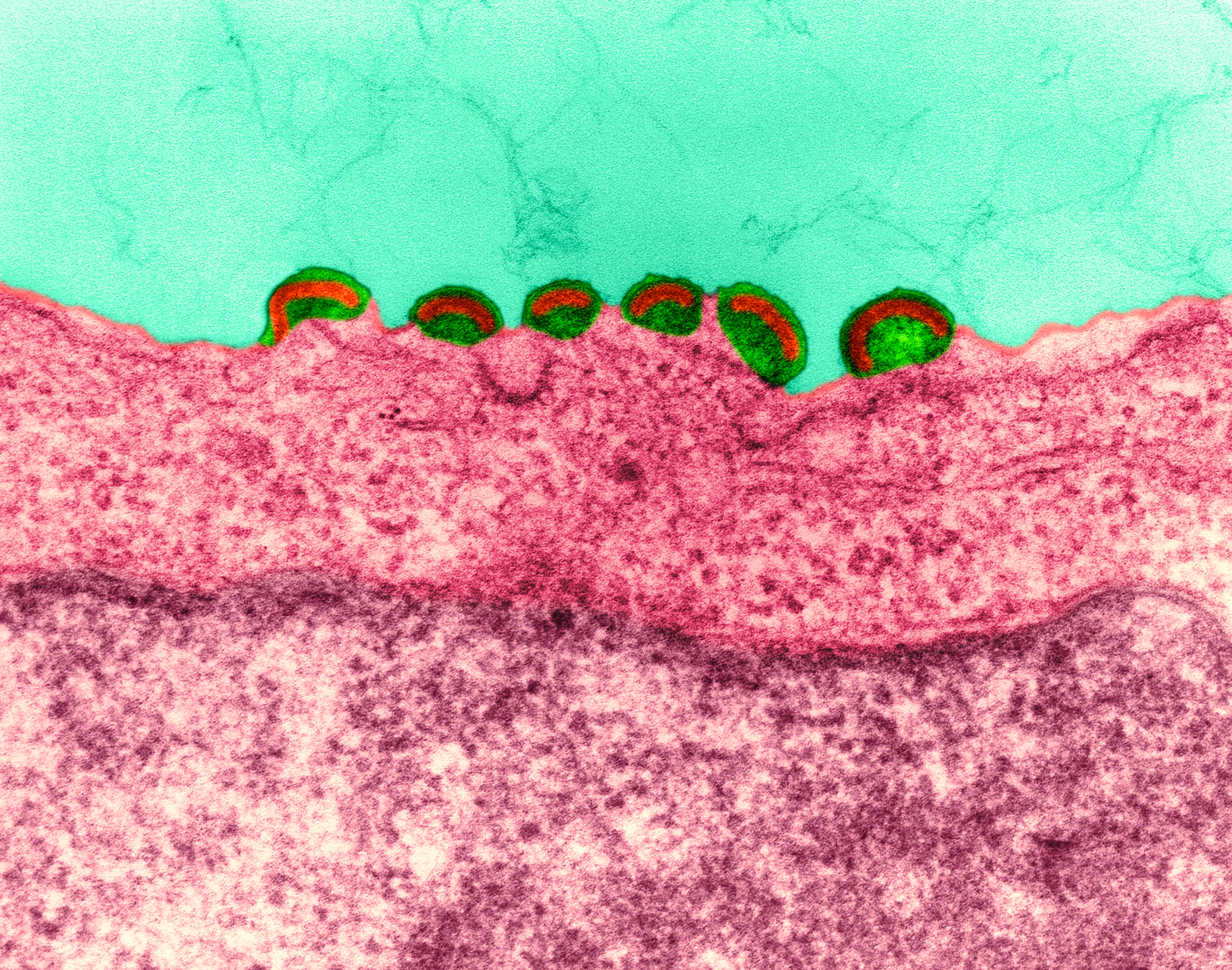 Ősi vírusok hulladéka védi az embriókat a retrovírusos fertőzésektől