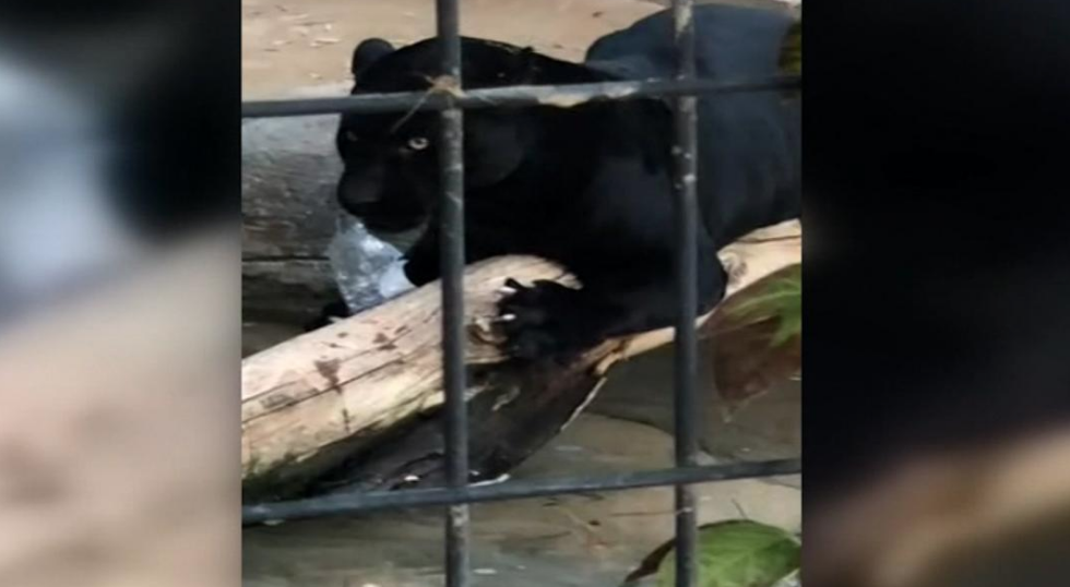 Jaguárral akart szelfizni az állatkertben, átmászott a kerítésen, rátámadt az állat
