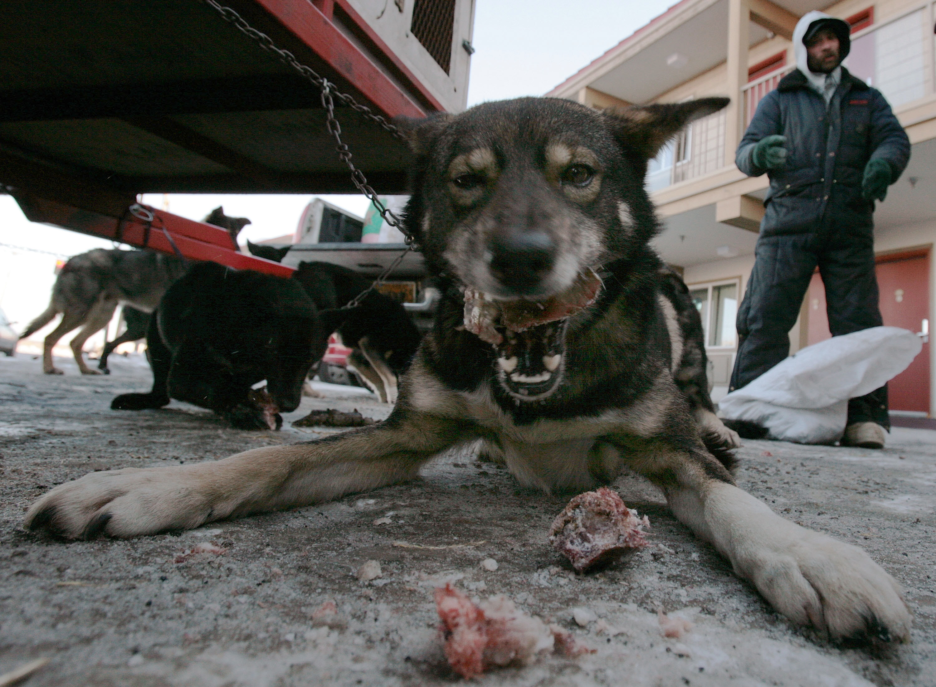 Sztrájkba léptek a szánhúzó kutyák, miután a gazdájuk leüvöltötte őket