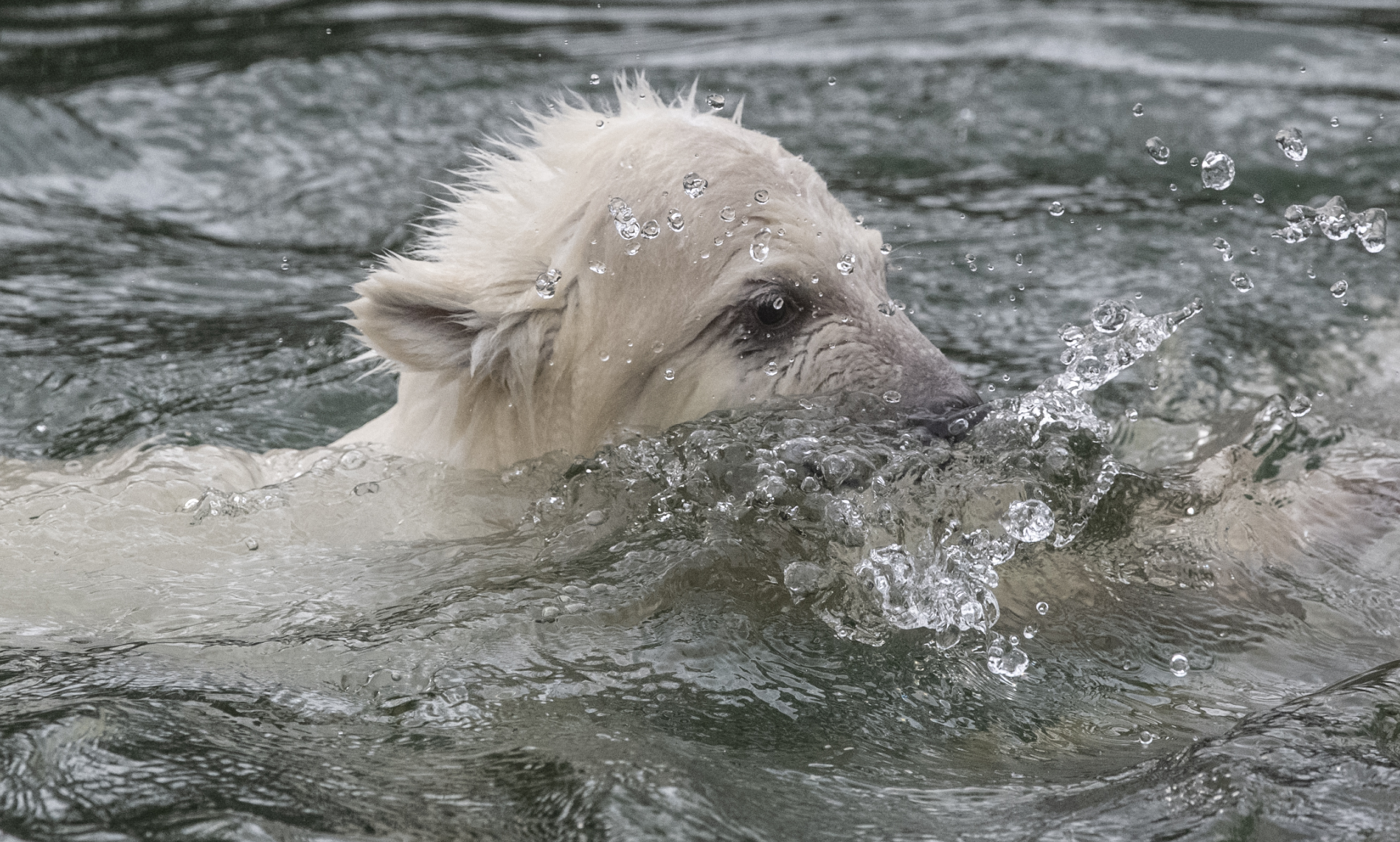 Relaxációs poszt a berlini állatkert kis jegesmedvéjével