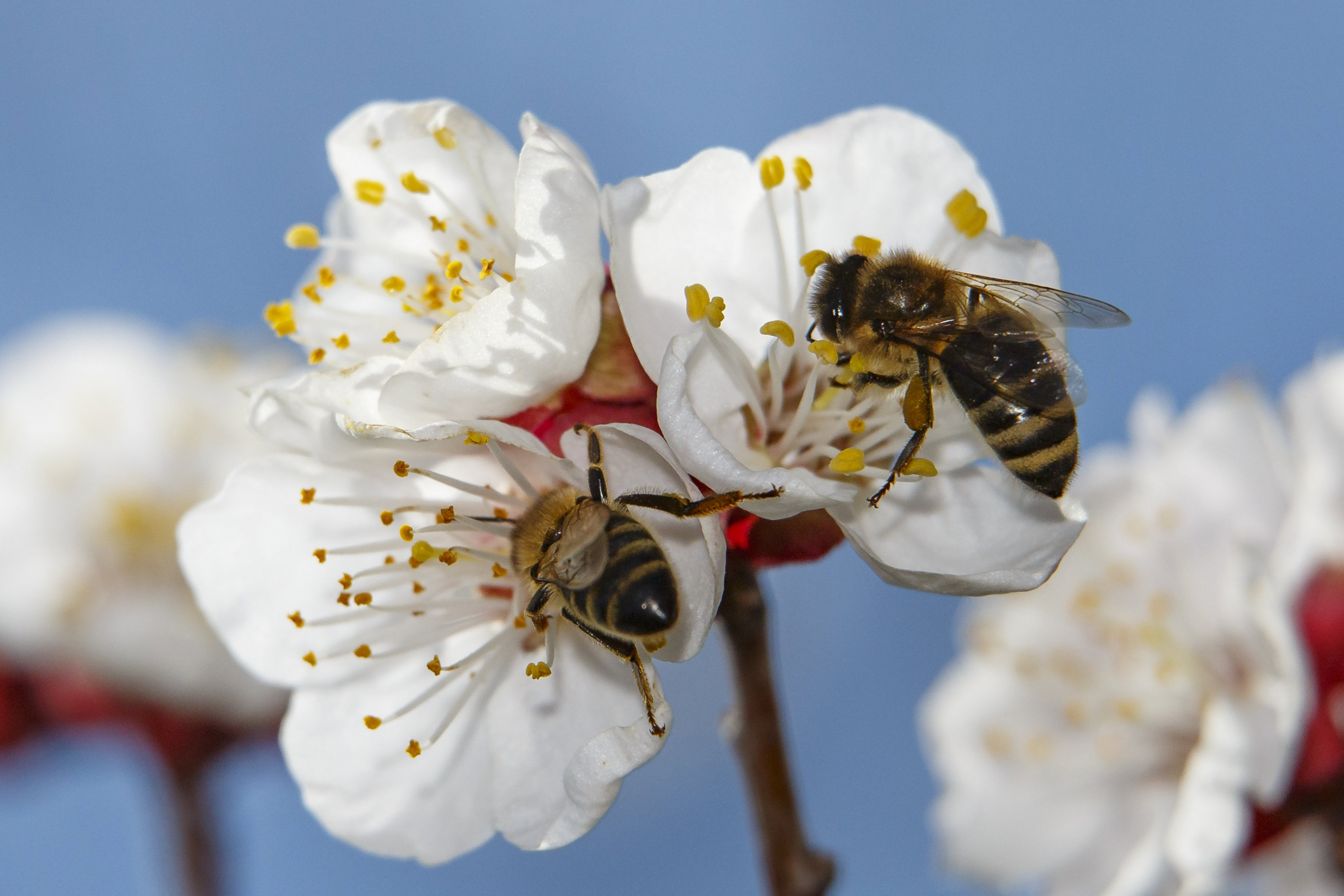 Nagykanizsai méhek almafavirágon tavaly tavasszal