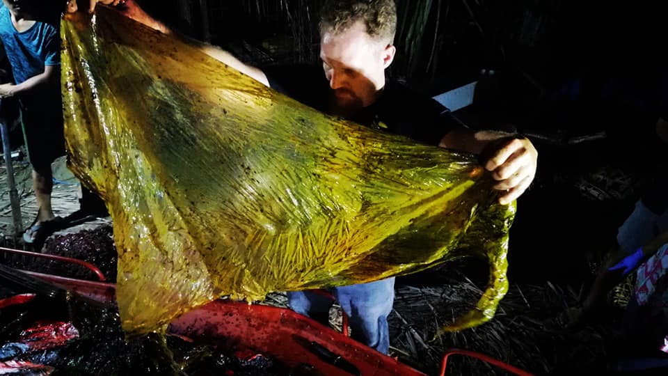 40 kilónyi műanyagzacskó volt annak a fiatal bálnának a gyomrában, melyet holtan sodort parta az óceán