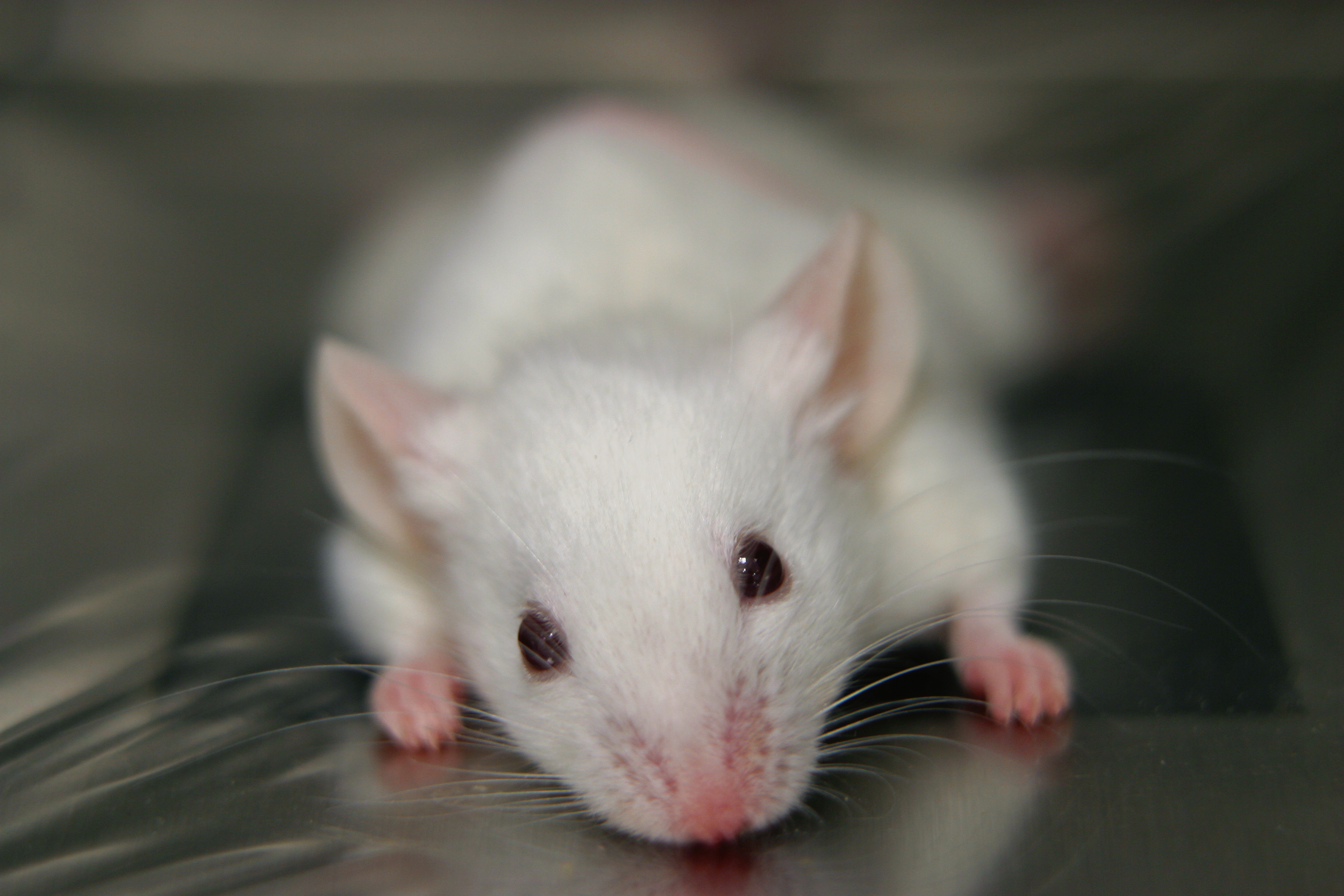 Génterápiával állították vissza egerek látását a Berkeley kutatói