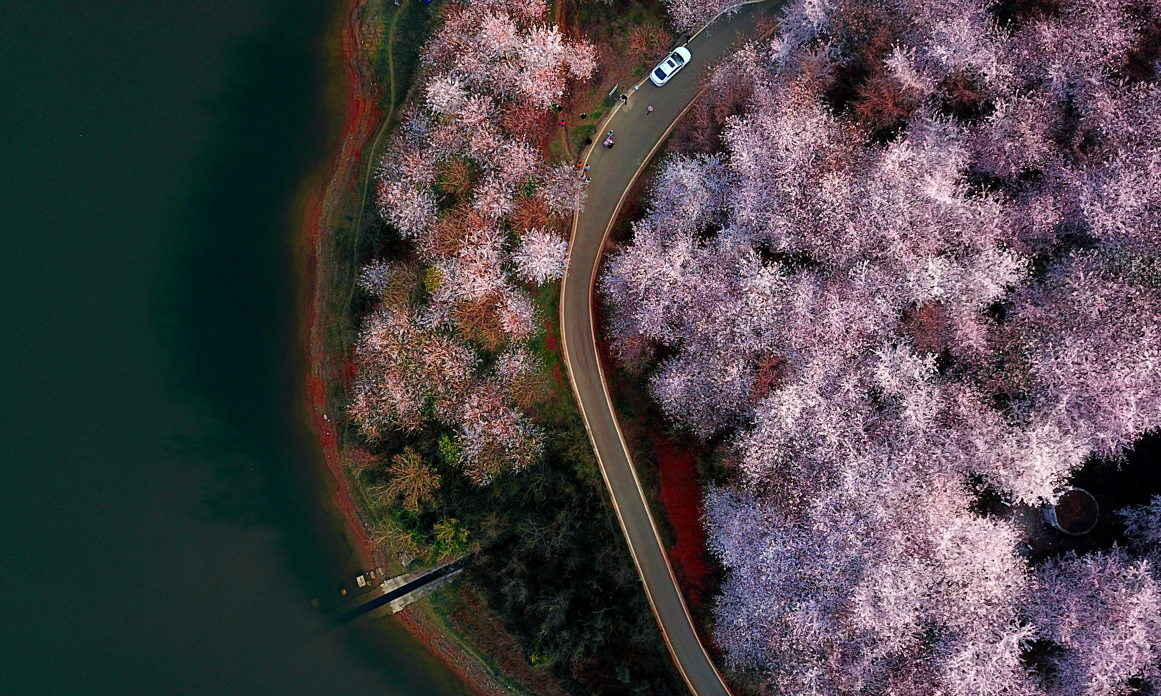 Idén is lélegzetelállító a cseresznyefavirágzás Kínában