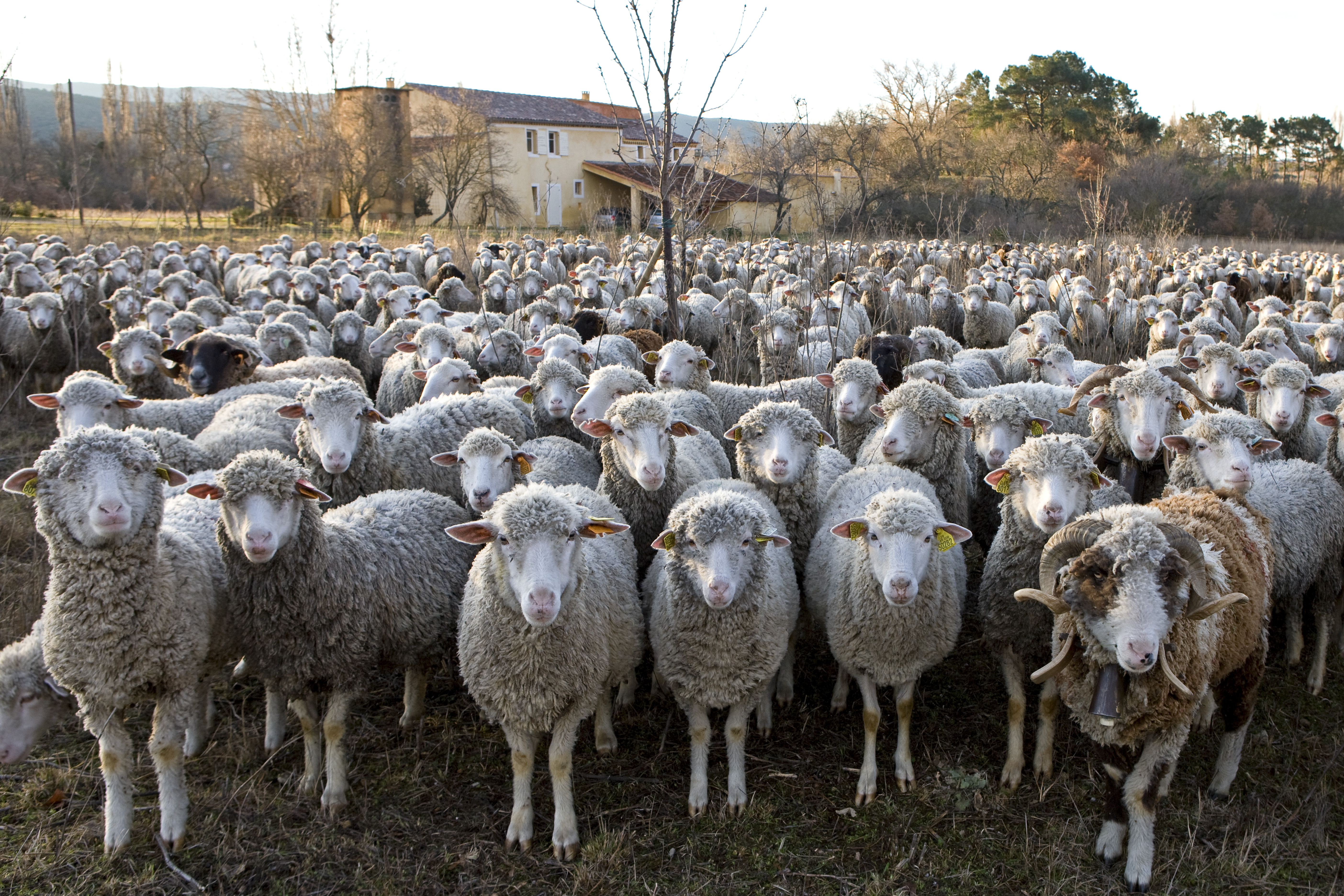 Merinó juhok a francia Provence-ban