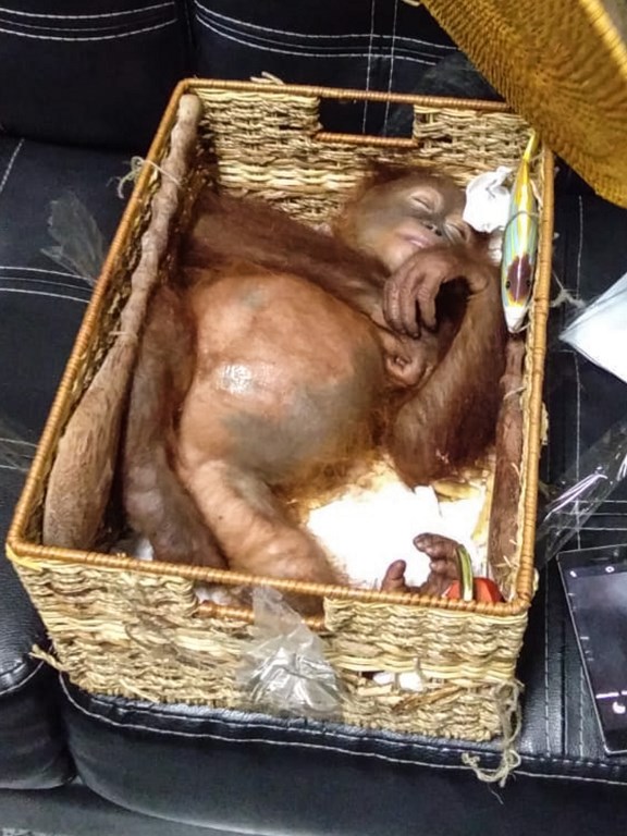 Bealtatózott szopós orángutánt találtak egy orosz turista poggyászában