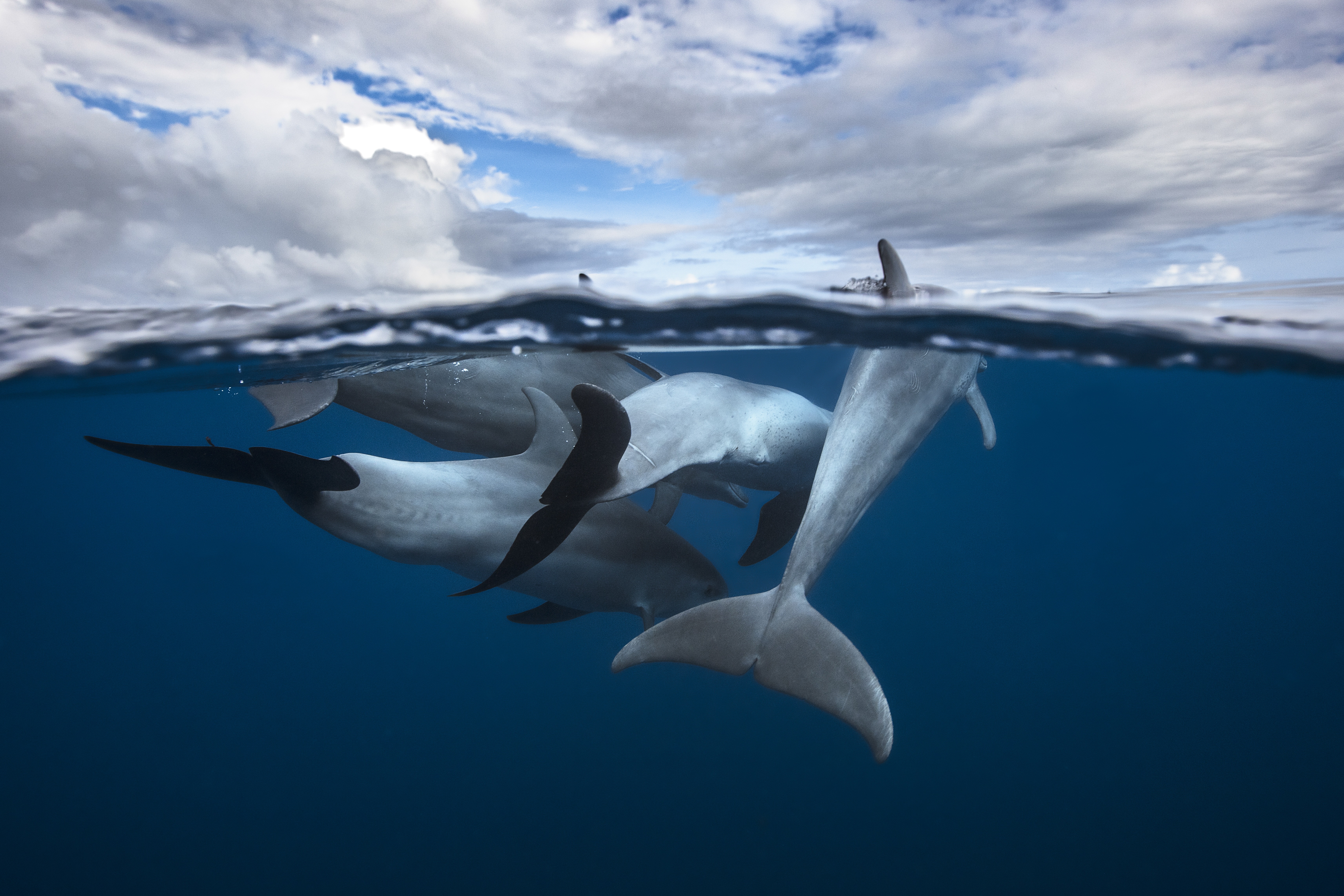 Palackorrú delfinek egy bolyban az Indiai-óceánban