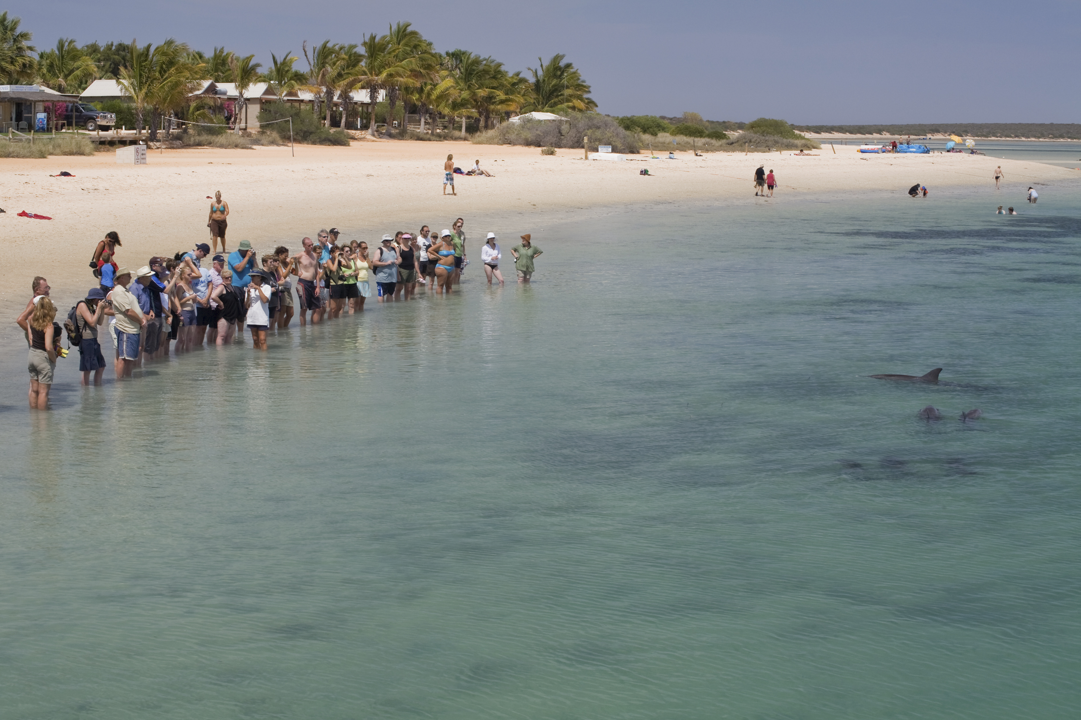 Emberek és delfinek találkozása a Cápa-öbölben