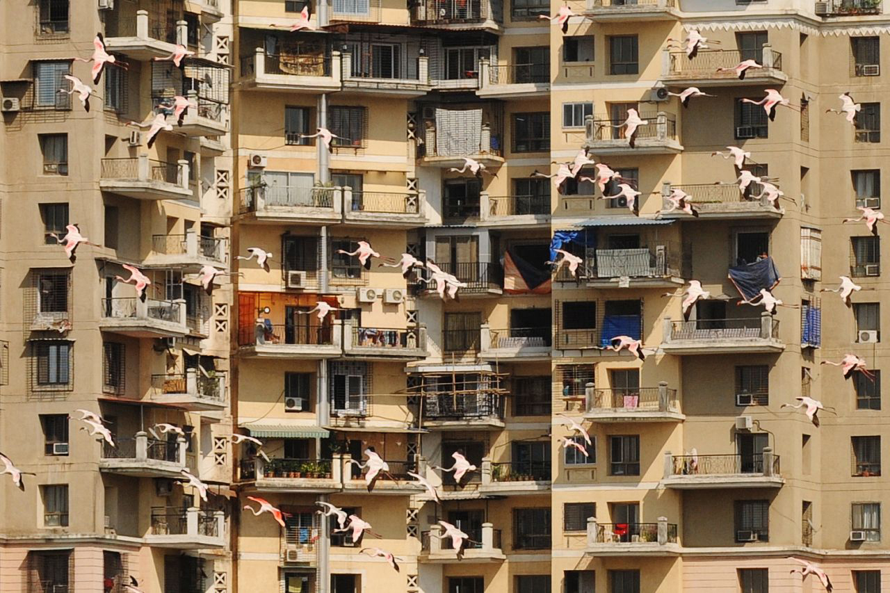 Flamingók Mumbaiban