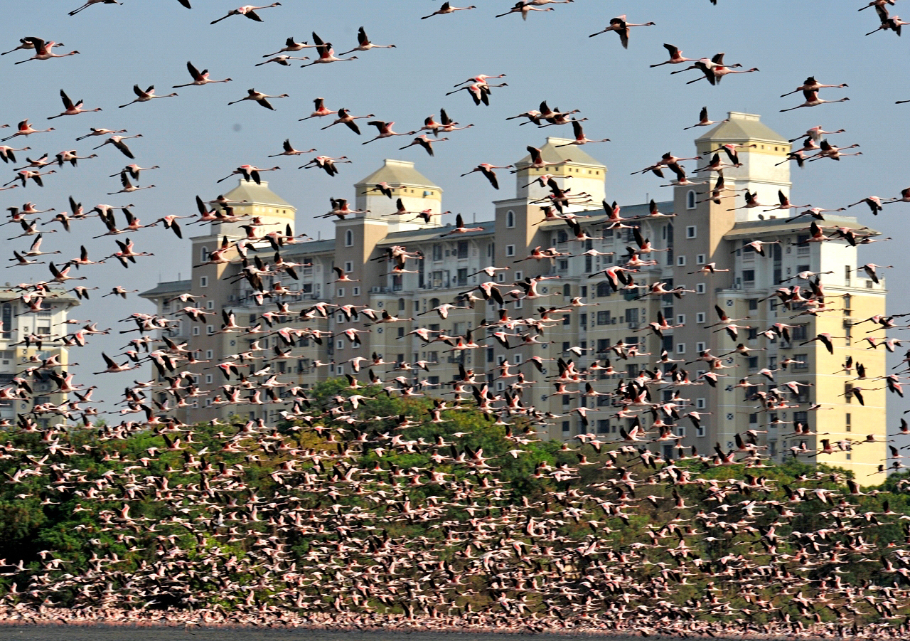 Több mint százezer flamingó költözött a legnagyobb indiai városba, valószínű a szennyezett vízpart miatt