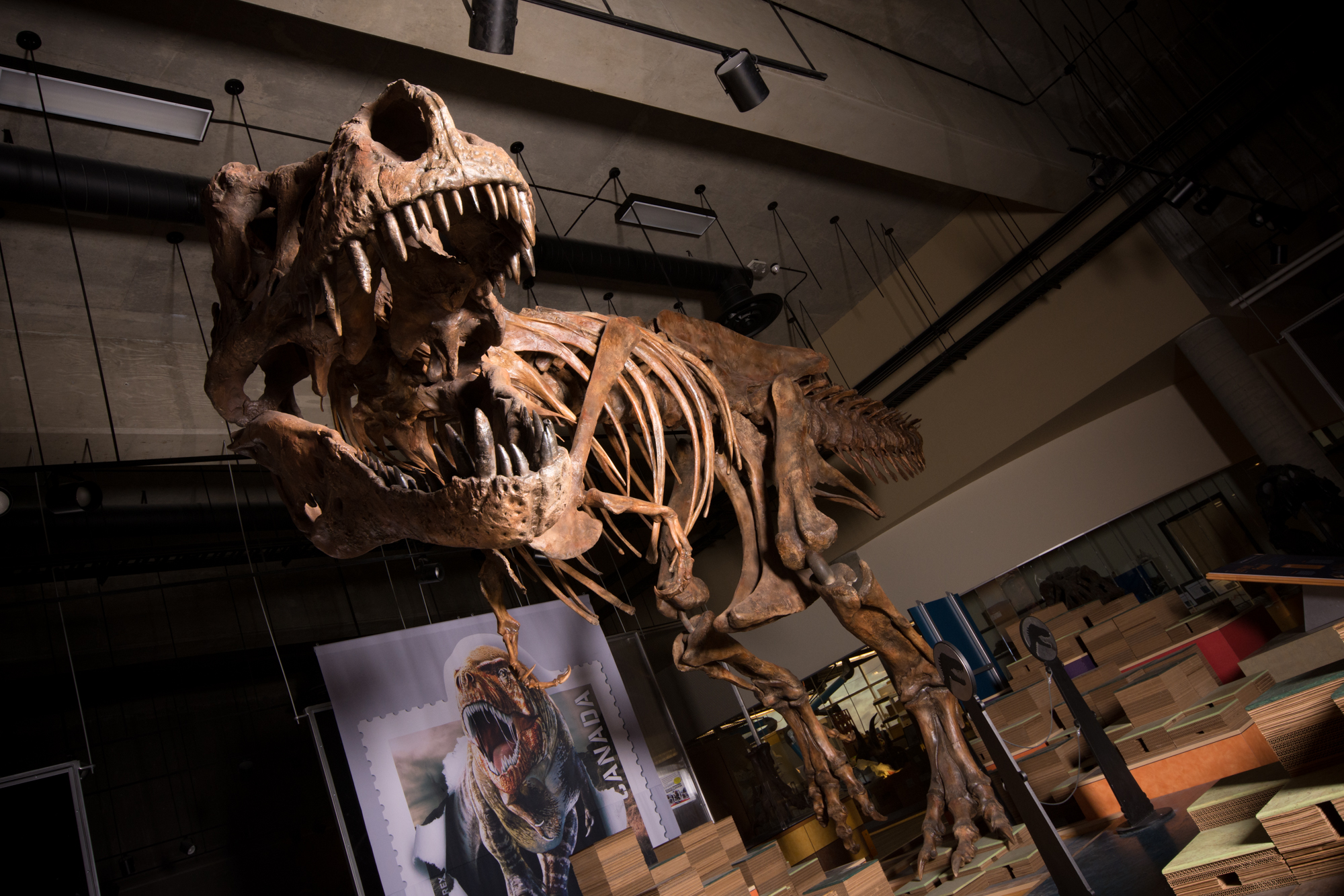 A valaha megtalált legnagyobb Tyrannosaurus rex, az 1991-ben Kanadában felfedezett Scotty csontvázának rekonstrukciója