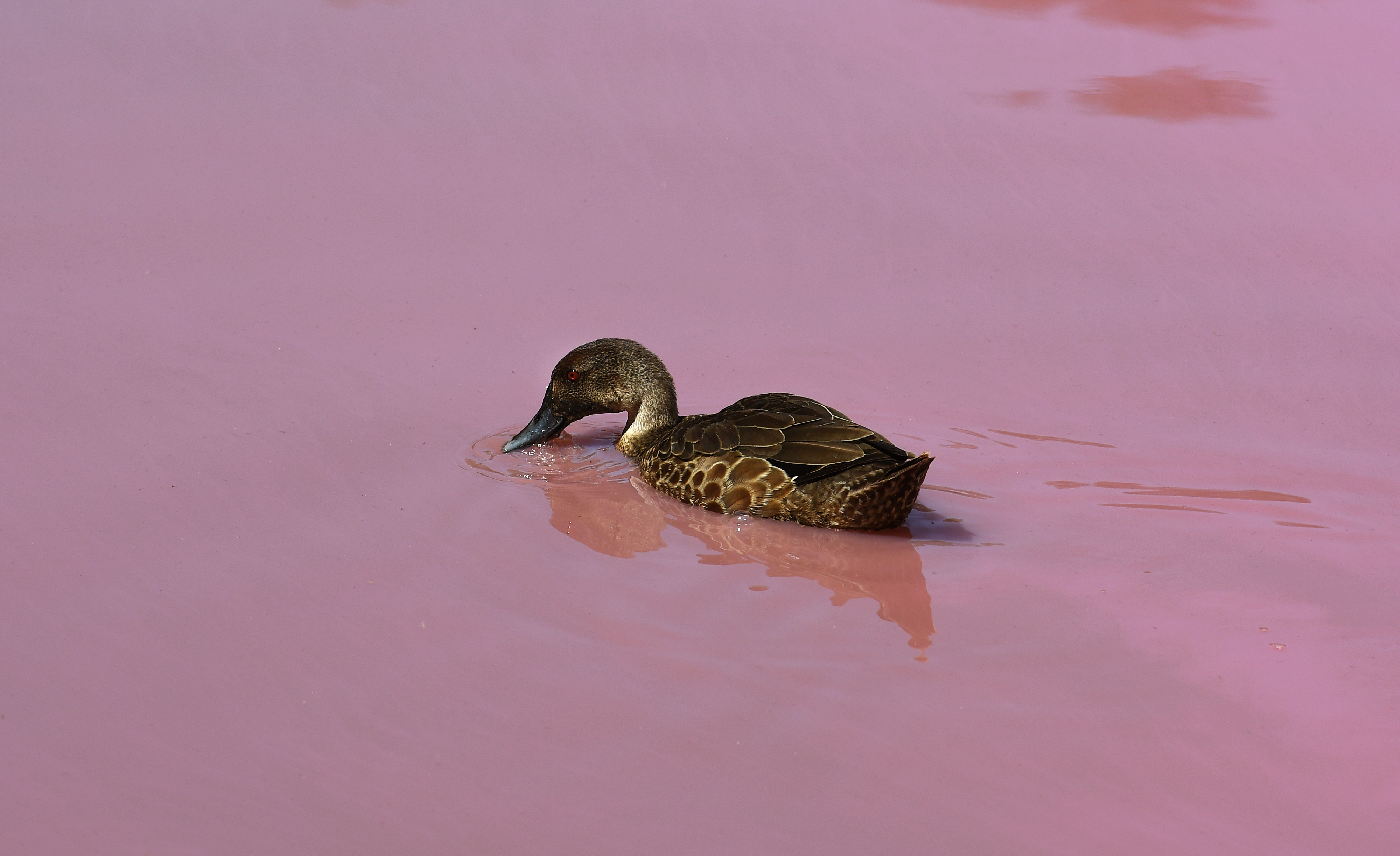 Rózsaszínné változott egy tó Ausztráliában