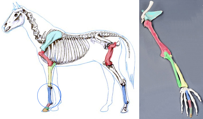 A ló és az ember mellső végtagjainak anatómiája