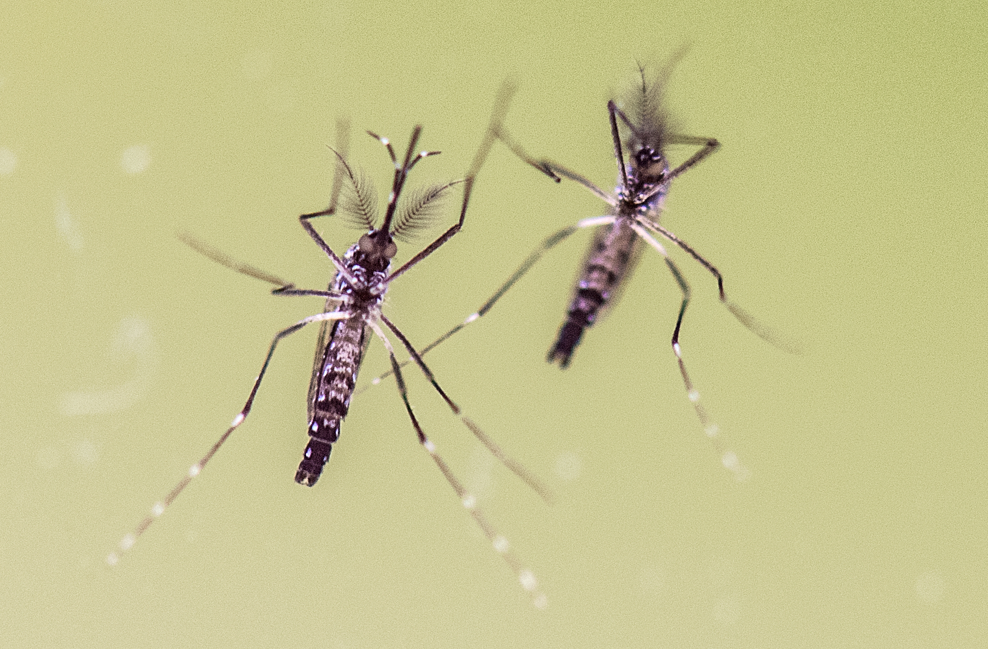 Aedes aegypti példányok