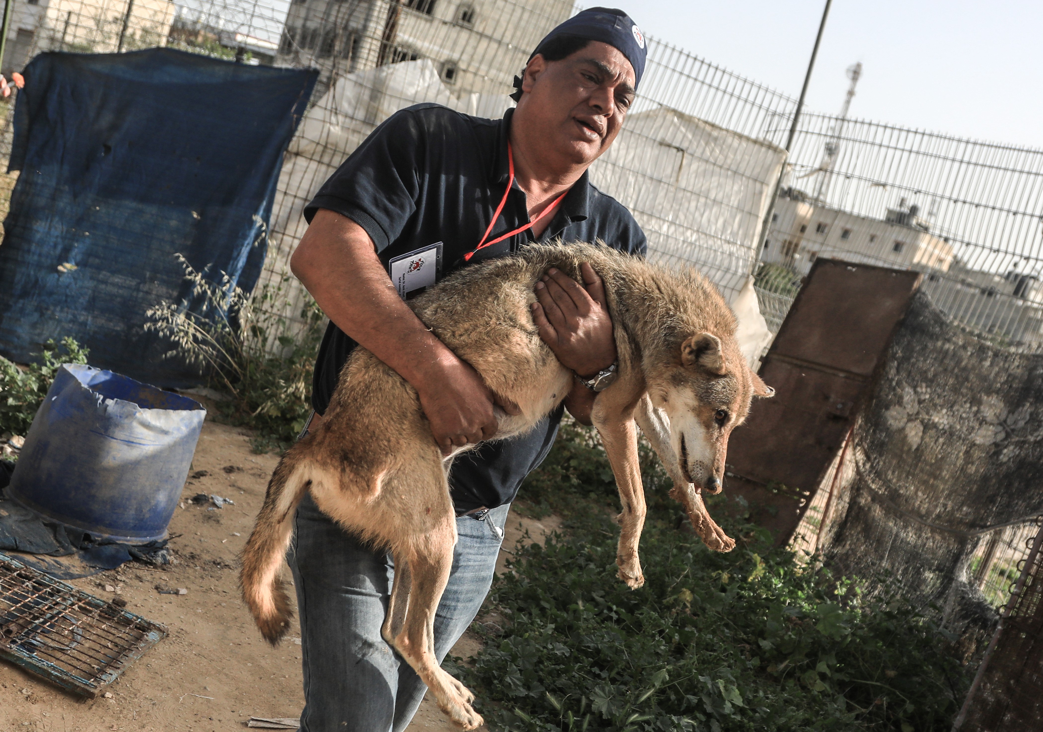 Kilakoltatták a gázai állatkert lakóit