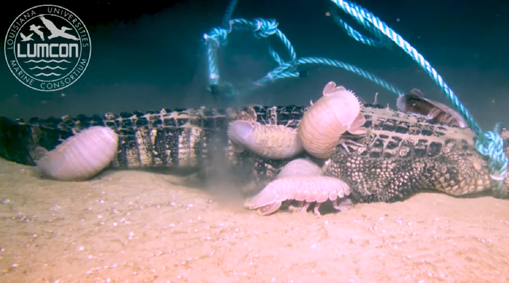 Először vették videóra, hogyan falják fel a mélytengeri szörnyek az ölükbe pottyant aligátortetemet