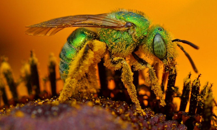 Szemhéj alatt élő, emberi könnyel táplálkozó méheket fedeztek fel