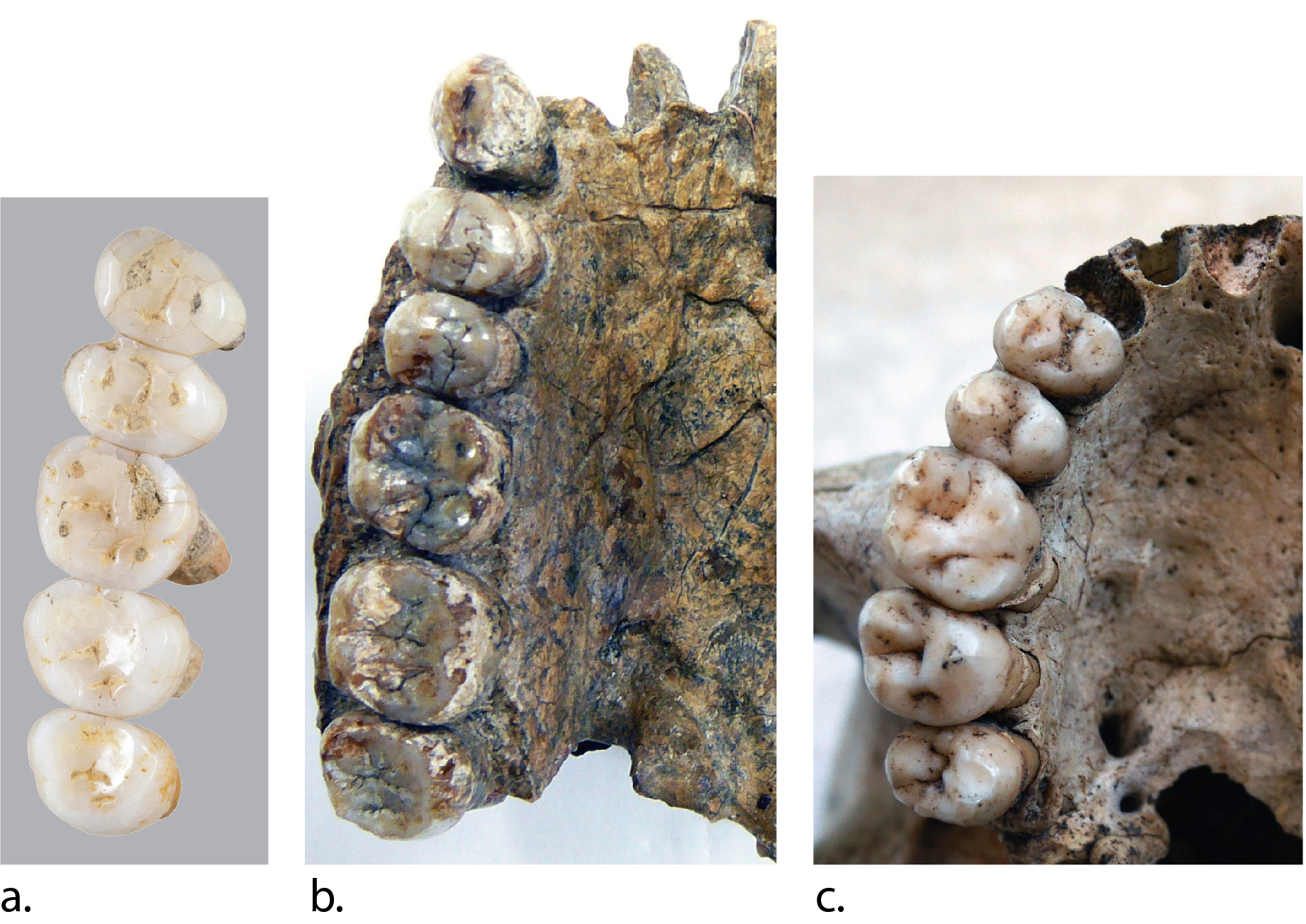 A luzoni ember fogai (a) mellett a Homo erectus (b), illetve a Homo sapiens (c) felső álkapcsa