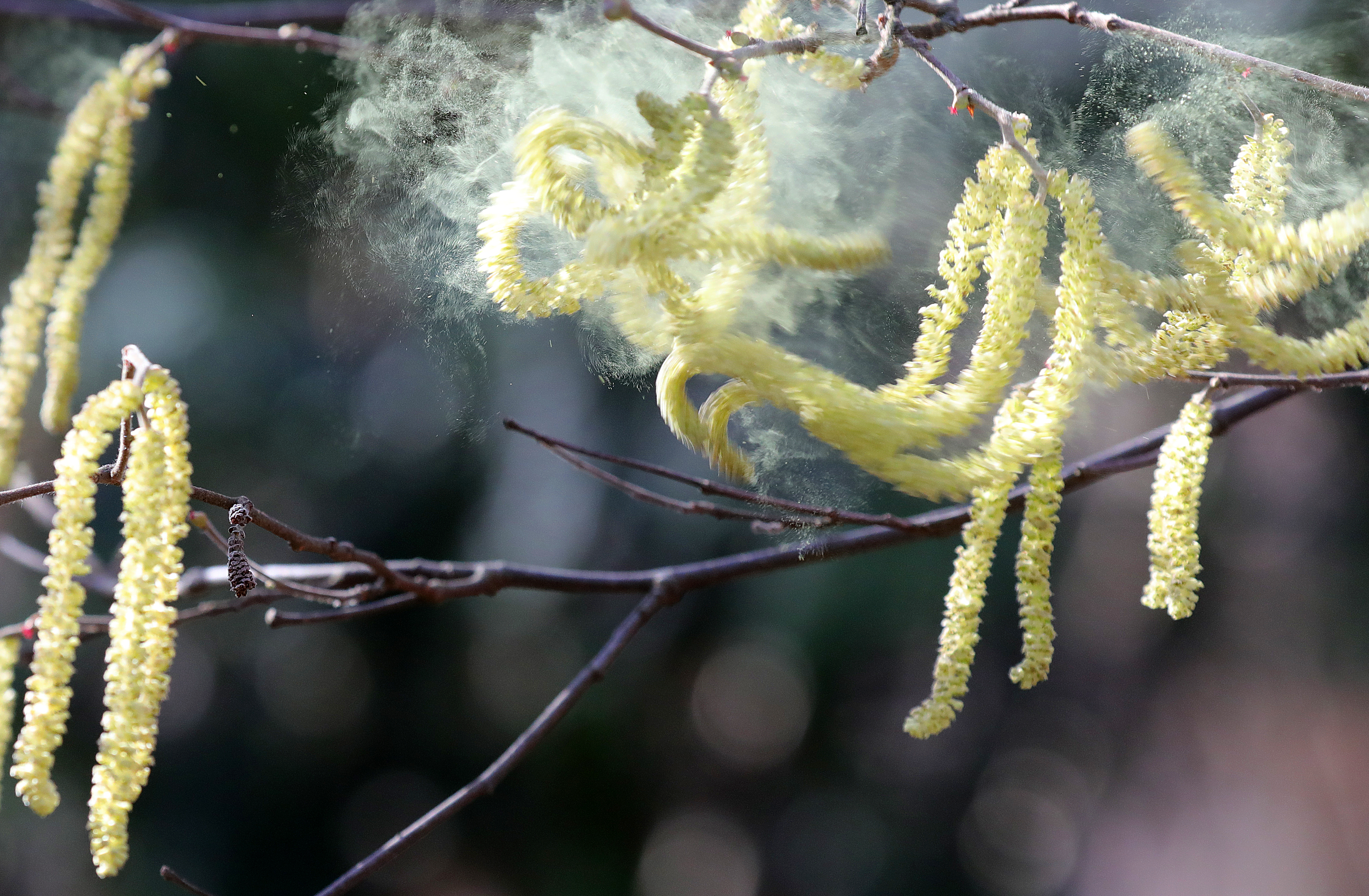 Magyar kutató tárta fel: a klímaváltozás hosszabb és durvább pollenszezont hoz magával