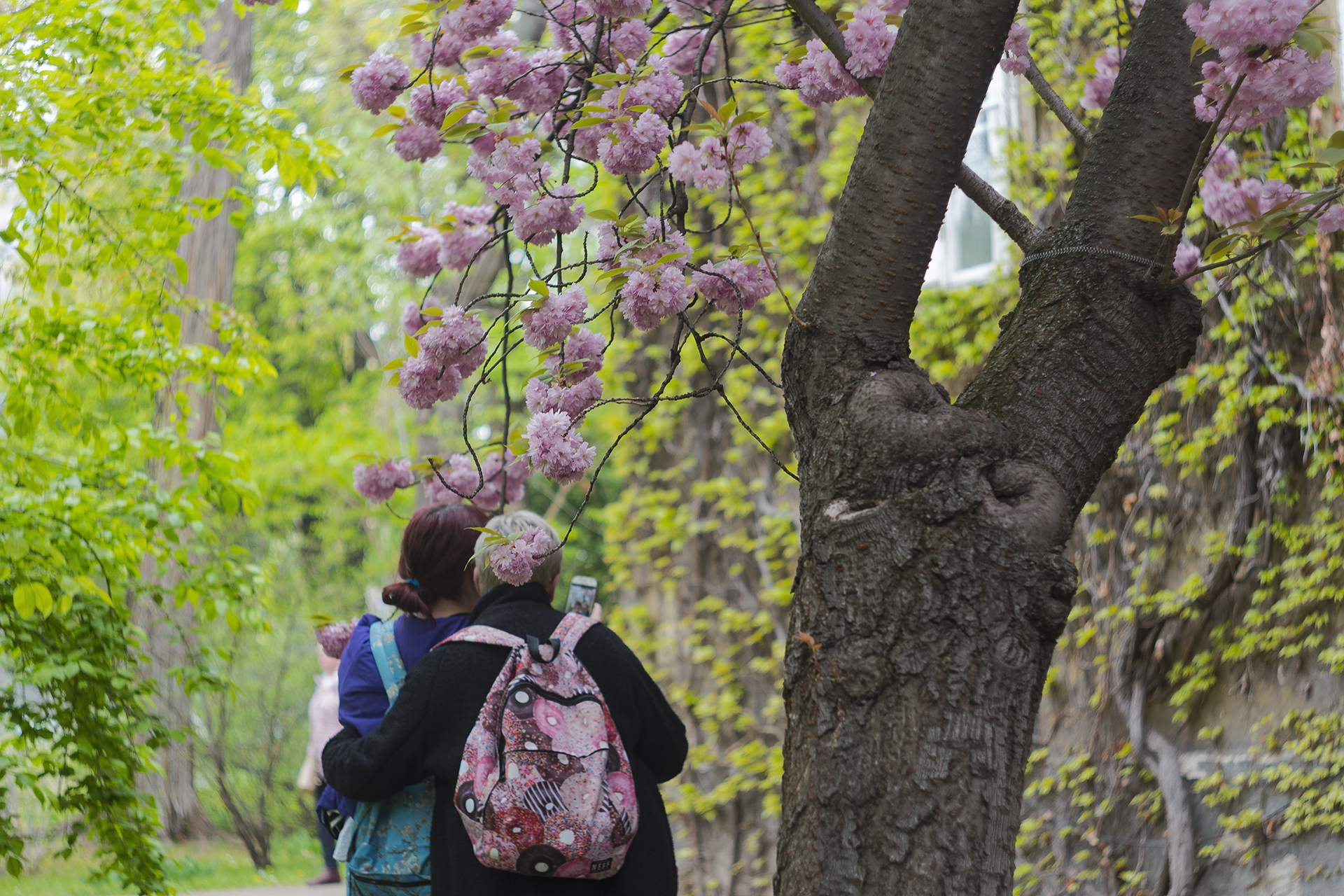 A nyóckerben virágzik a cseresznye, mini-Japán nyílt a Füvészkertben