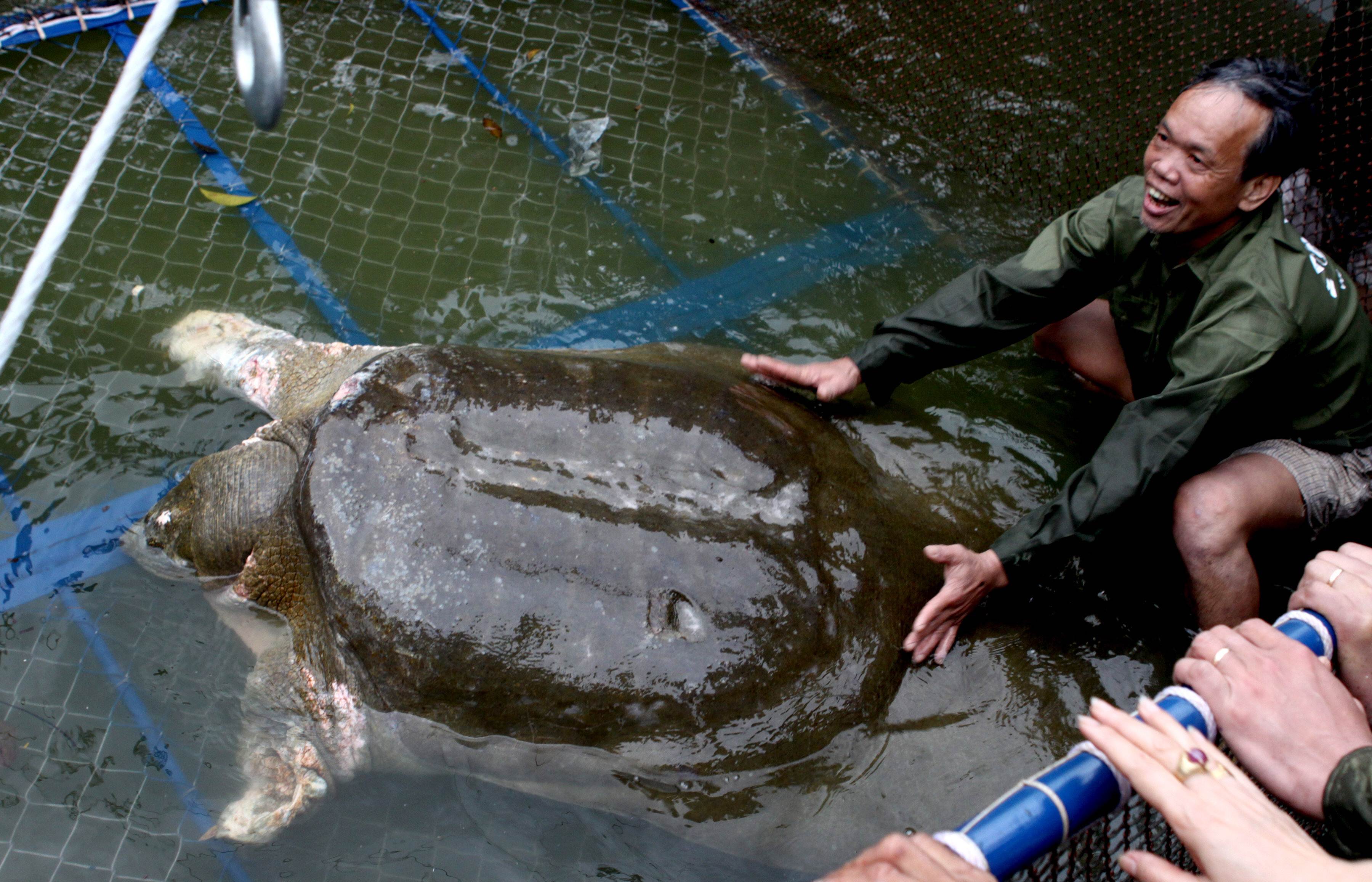 90 éves korában meghalt az egyik legritkább teknősfaj utolsó ismert nősténye