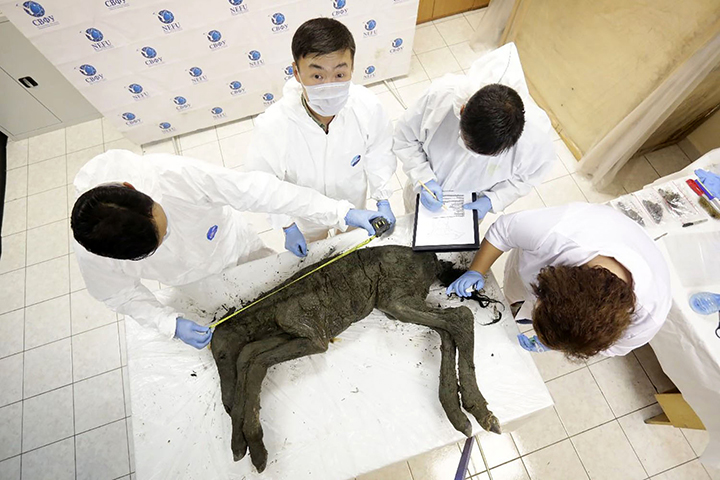 Folyékony vért vettek egy 42 ezer éves csikótól
