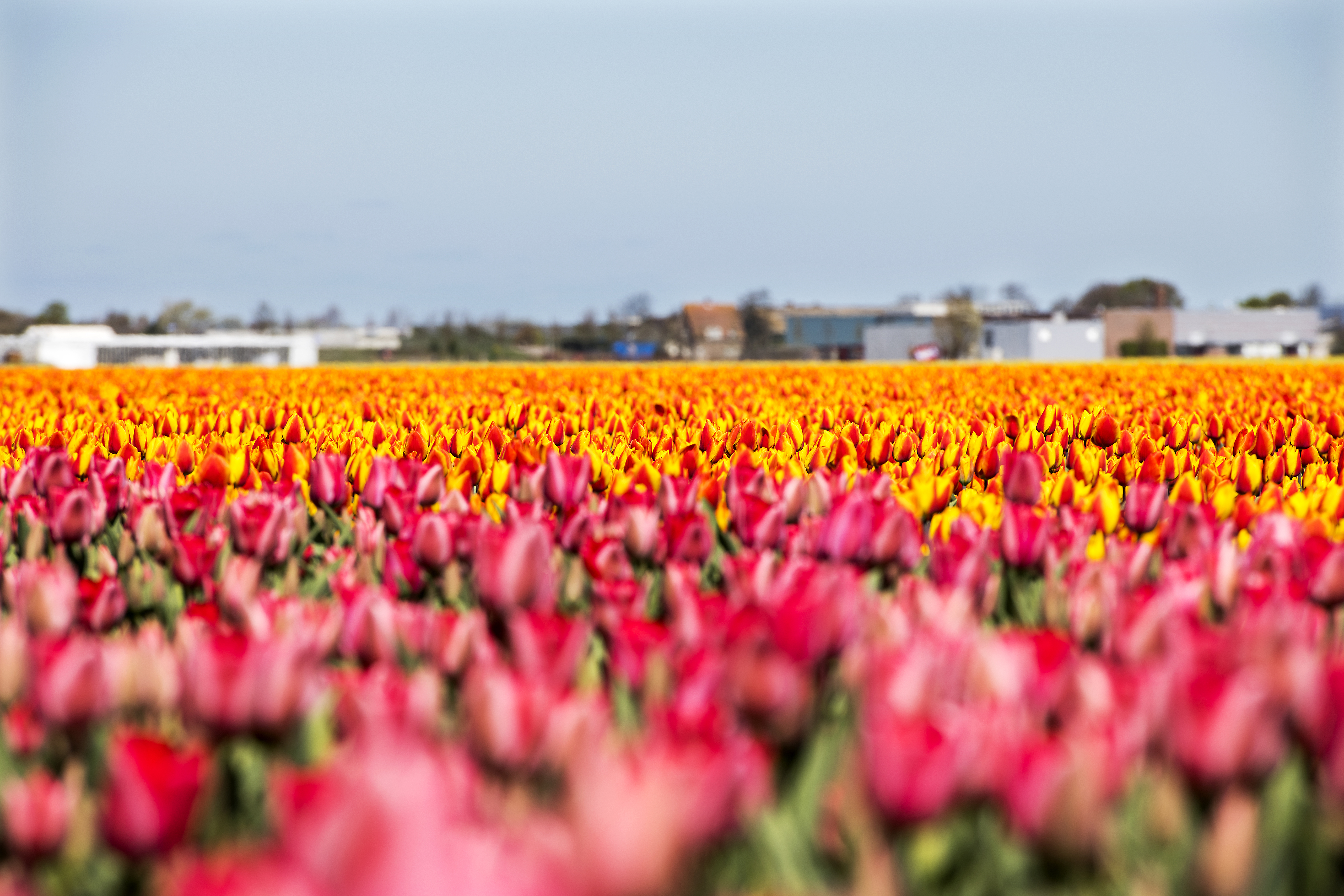 Hollandiában kerítéseket emelnek a turisták ellen, mert állandóan letapossák a tulipánokat szelfizés közben