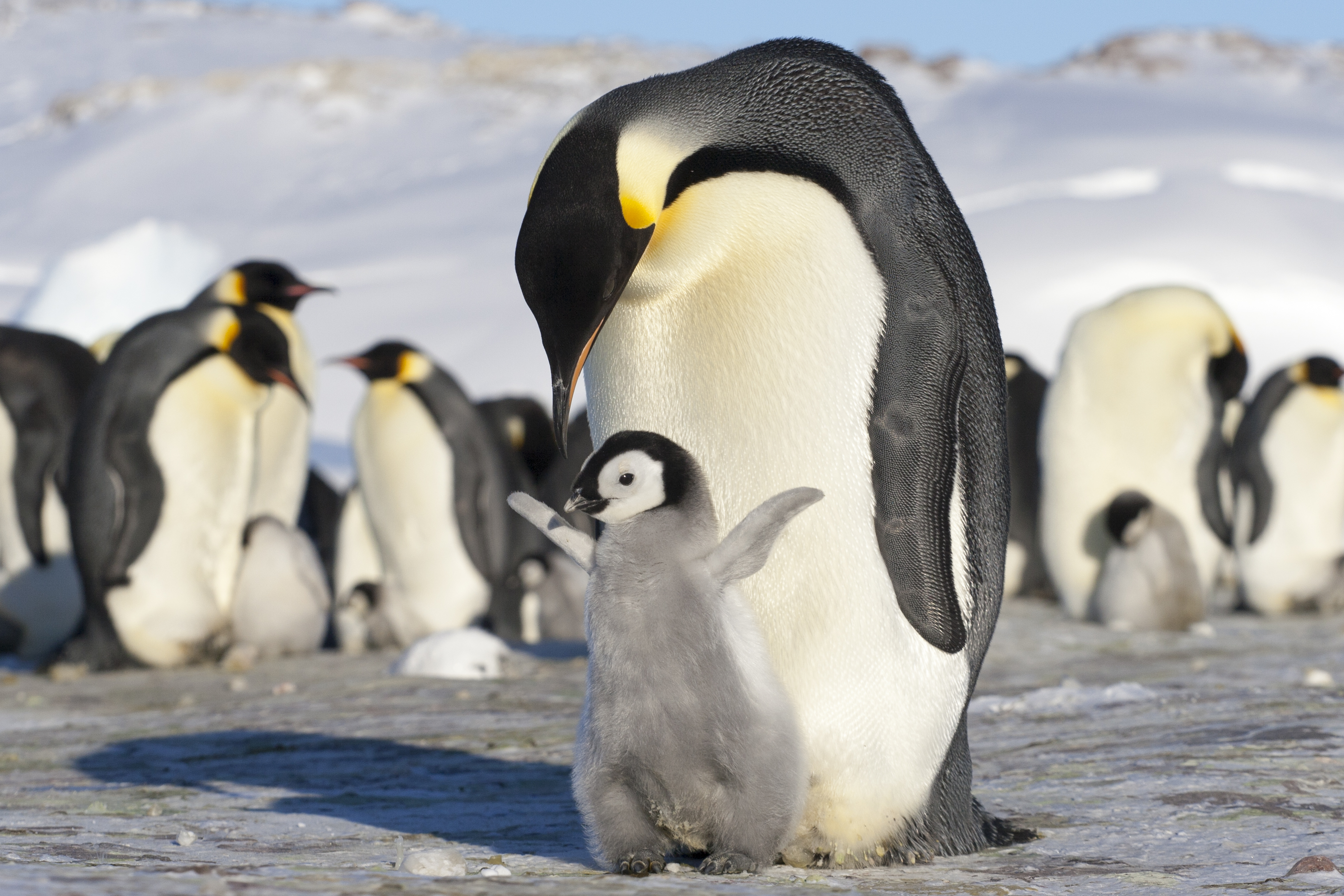 Az antarktiszi jég pusztulása a kihalás szélére sodorhatja az ott élő pingvineket