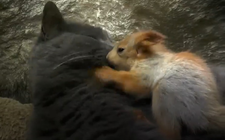 Napi aww: cica nevel négy kis mókust a Krímben