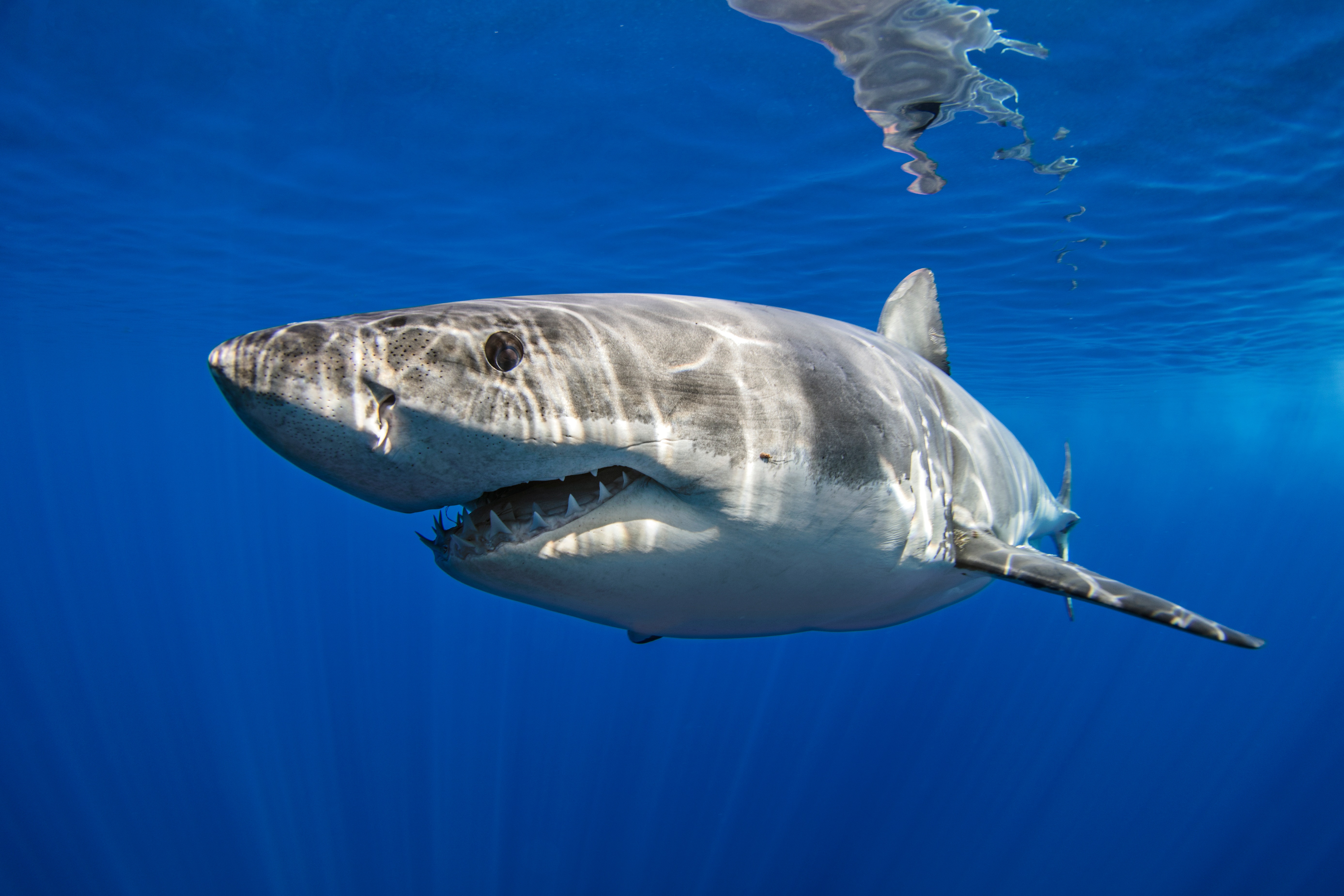 19 millió éve majdnem kihaltak a cápák
