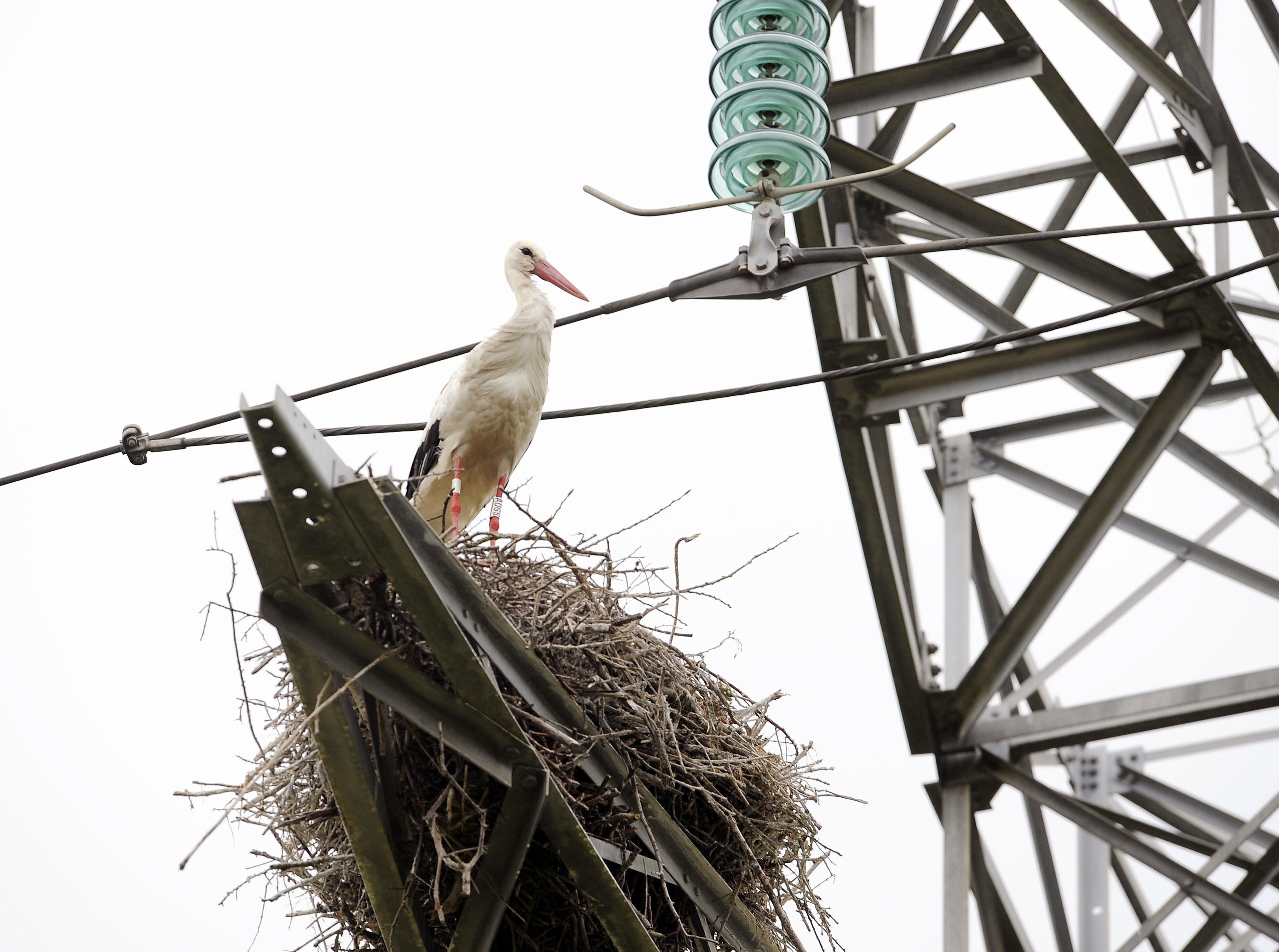 Százával hullottak a fokozottan védett madarak áramütés miatt az elmúlt évben Magyarországon