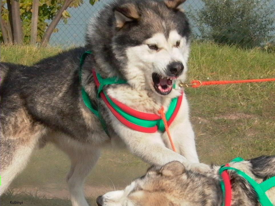 Kubinyi Enikő: A kutyák egymással szemben dominánsak, ember ellen csak a neveletlenek lázadnak