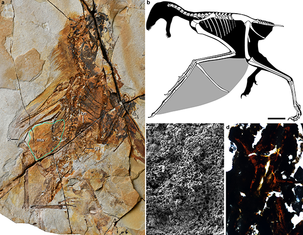 Bal oldalt a fosszília képe, jobb felül pedig az állat vázrendszerének rekonstrukciója látható.