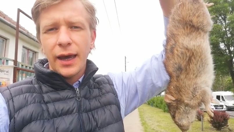 Kardos-Horváth János popzenész ma az Egér úton talált egy istentelenül nagy döglött patkányt