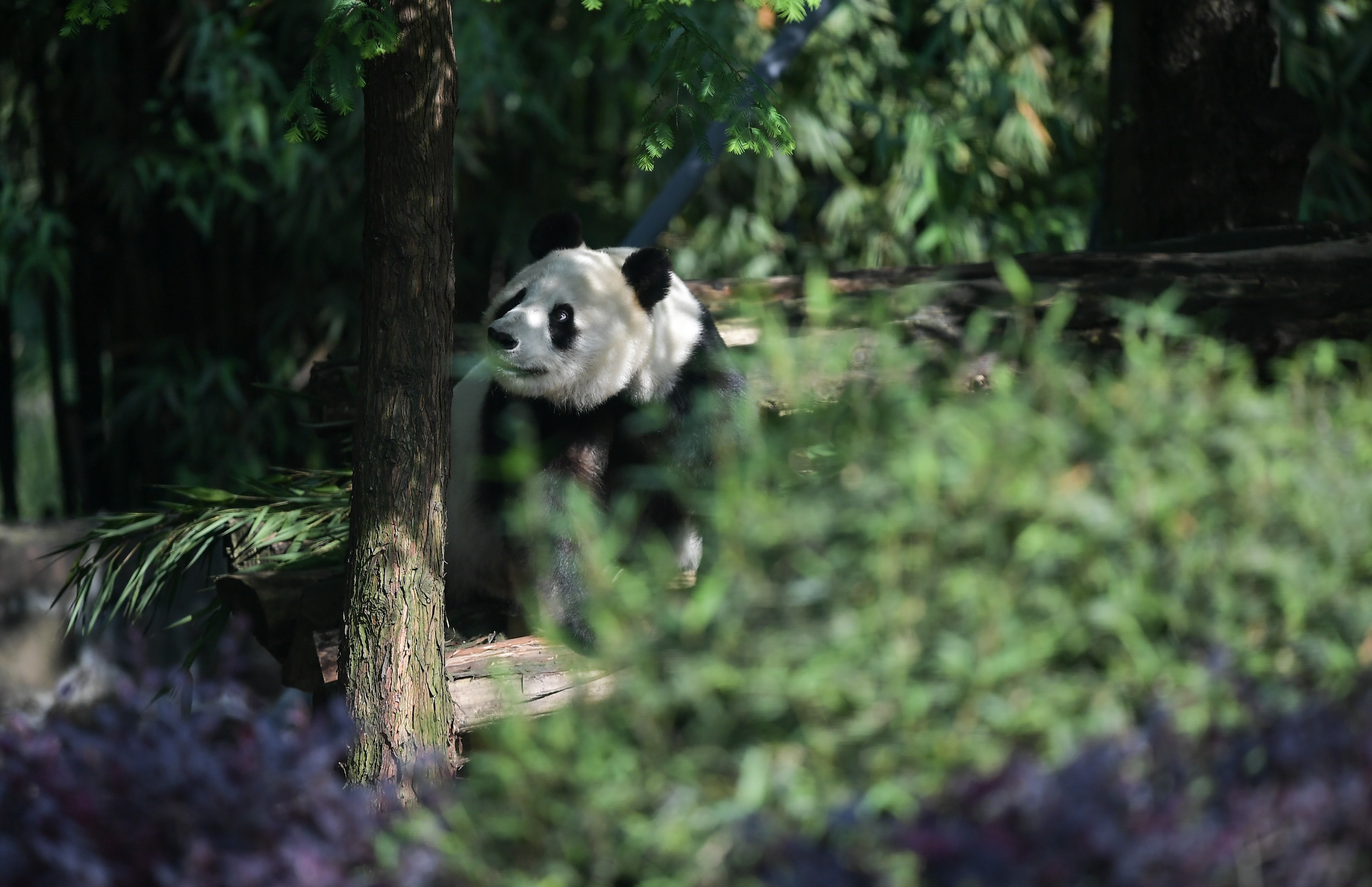 Bedurvult a pandadiplomácia: Kína visszavette a San Diegó-i állatkert pandáit
